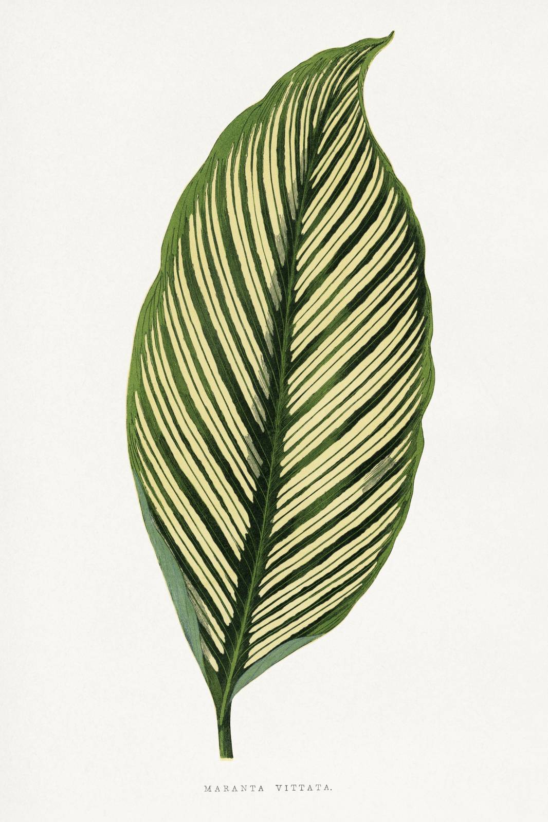 Botanical Leaf Maranta Vittata Wall Art