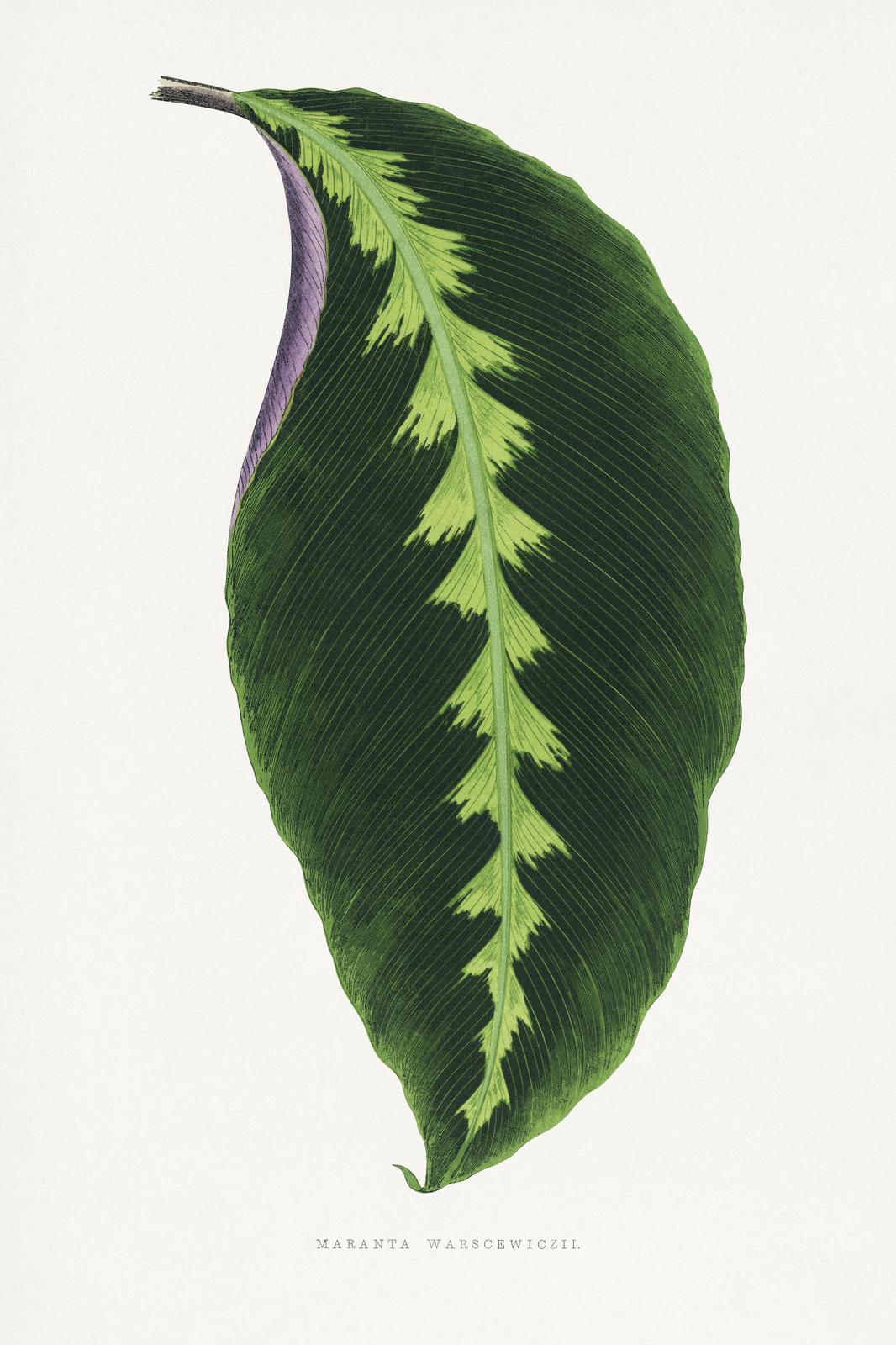 Elegant Maranta Leaf Botanical Wall Art