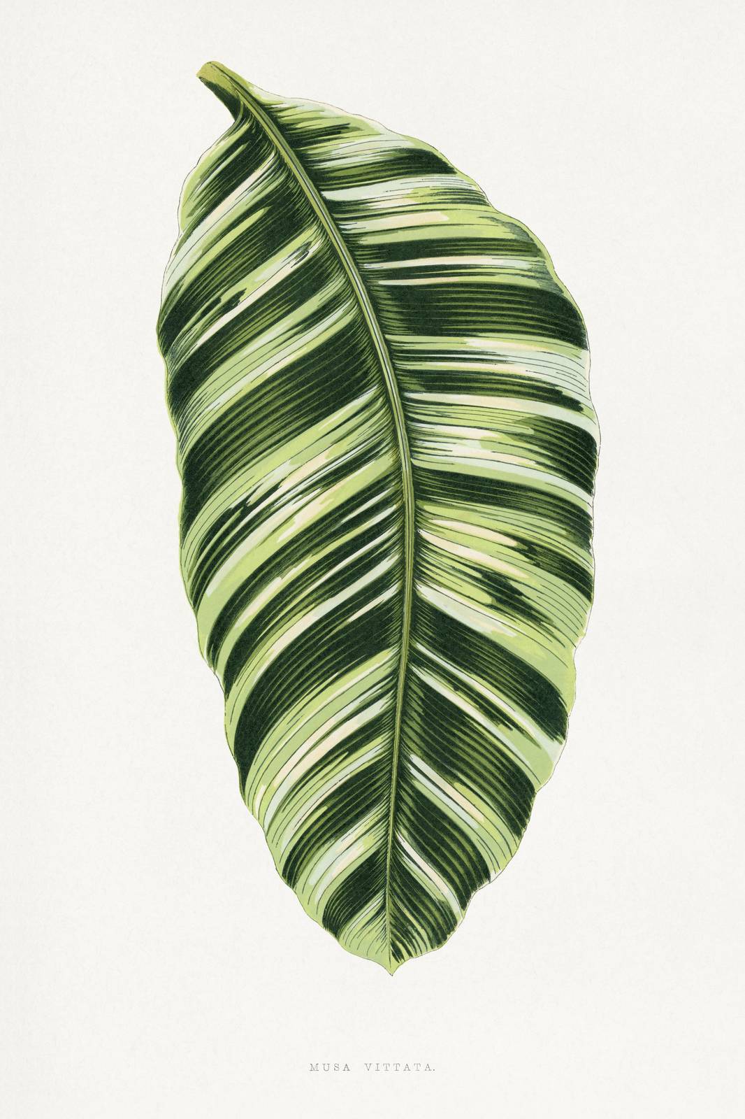 Musa Vittata Botanical Leaf Wall Art