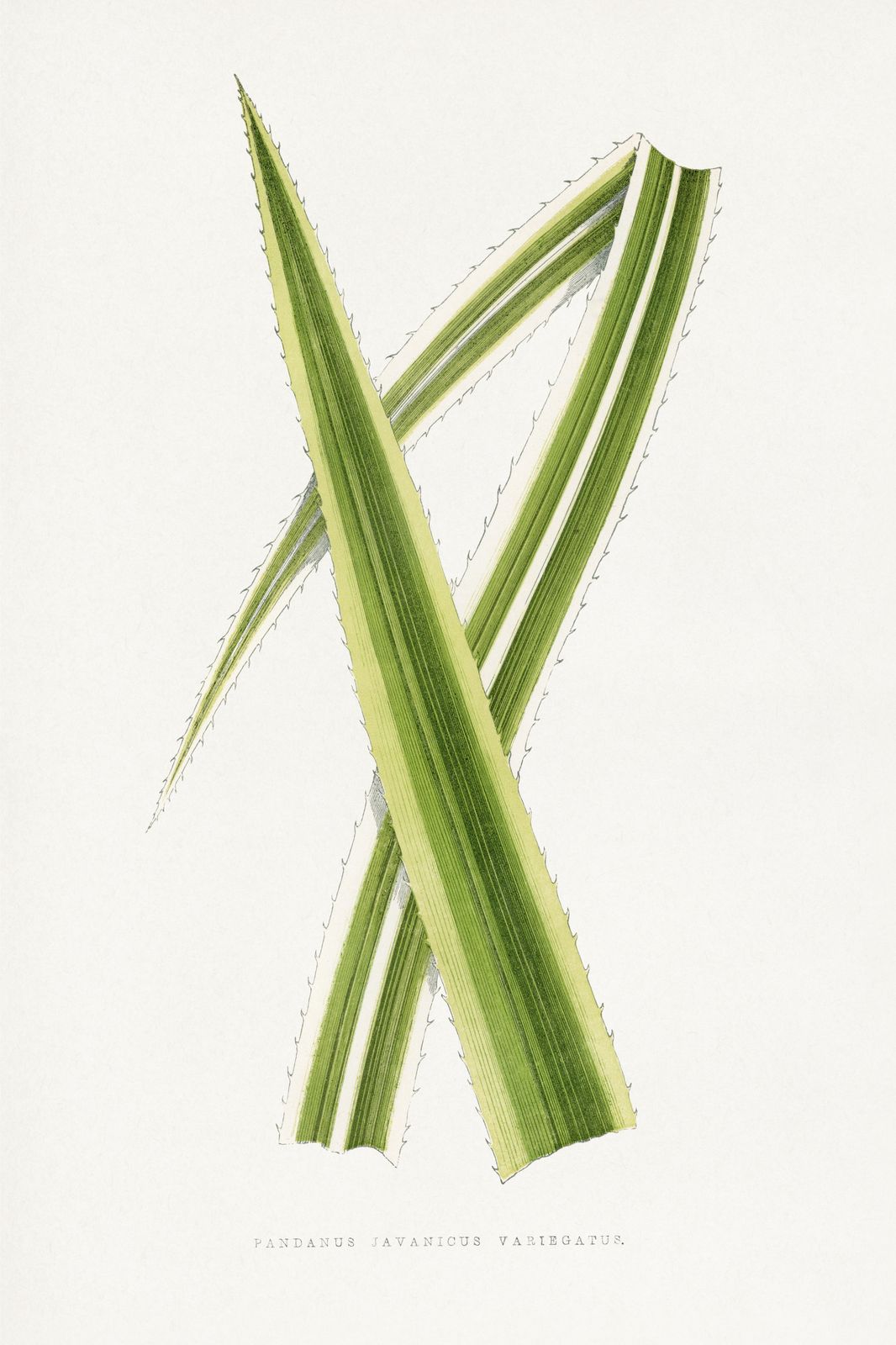 Variegated Pandanus Botanical Art Wall Art