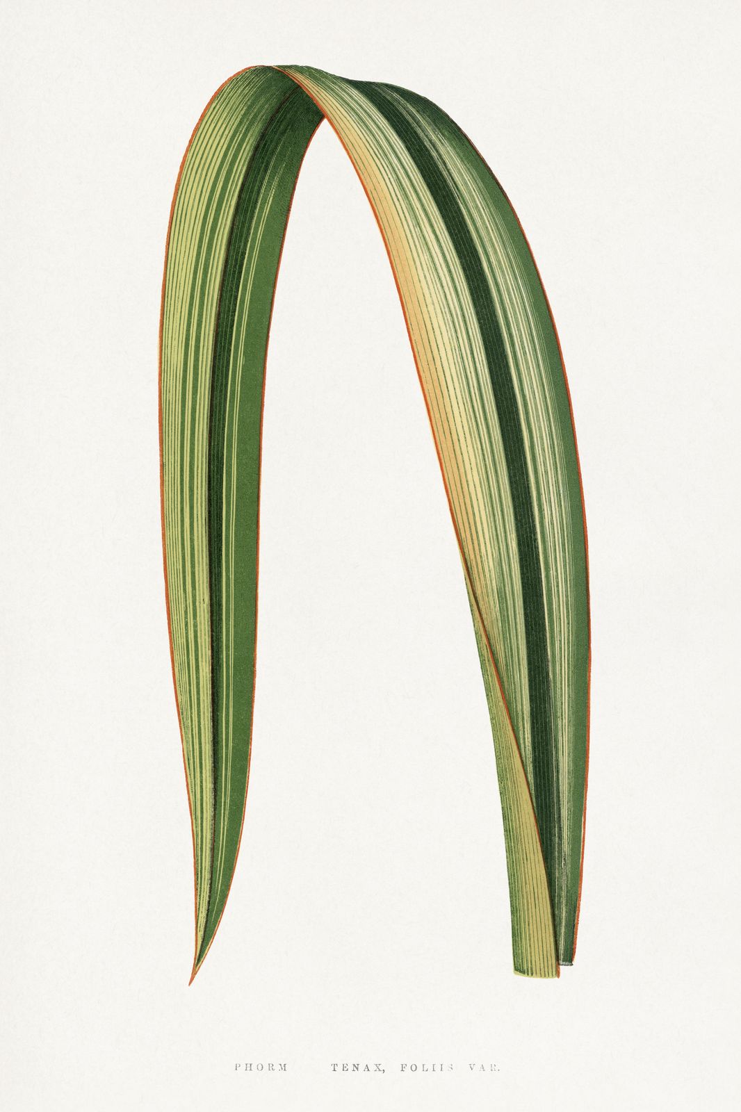 Variegated Phormium Leaf Botanical Wall Art