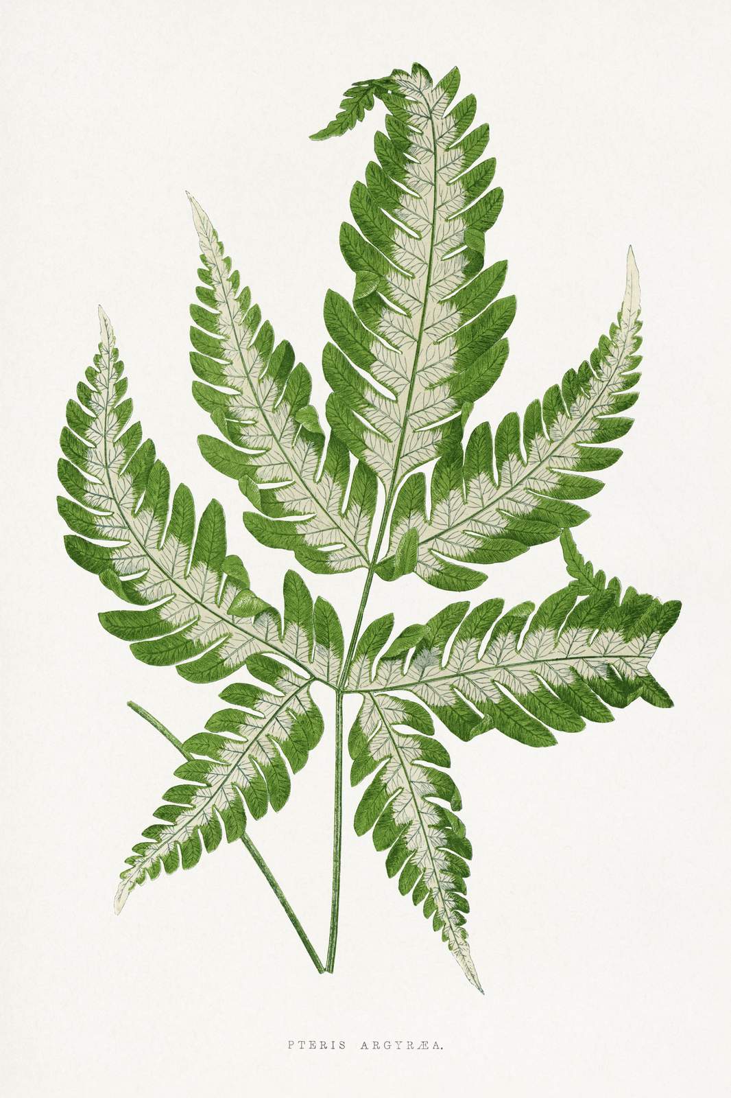 Vintage Silver Lace Fern Botanical Wall Art