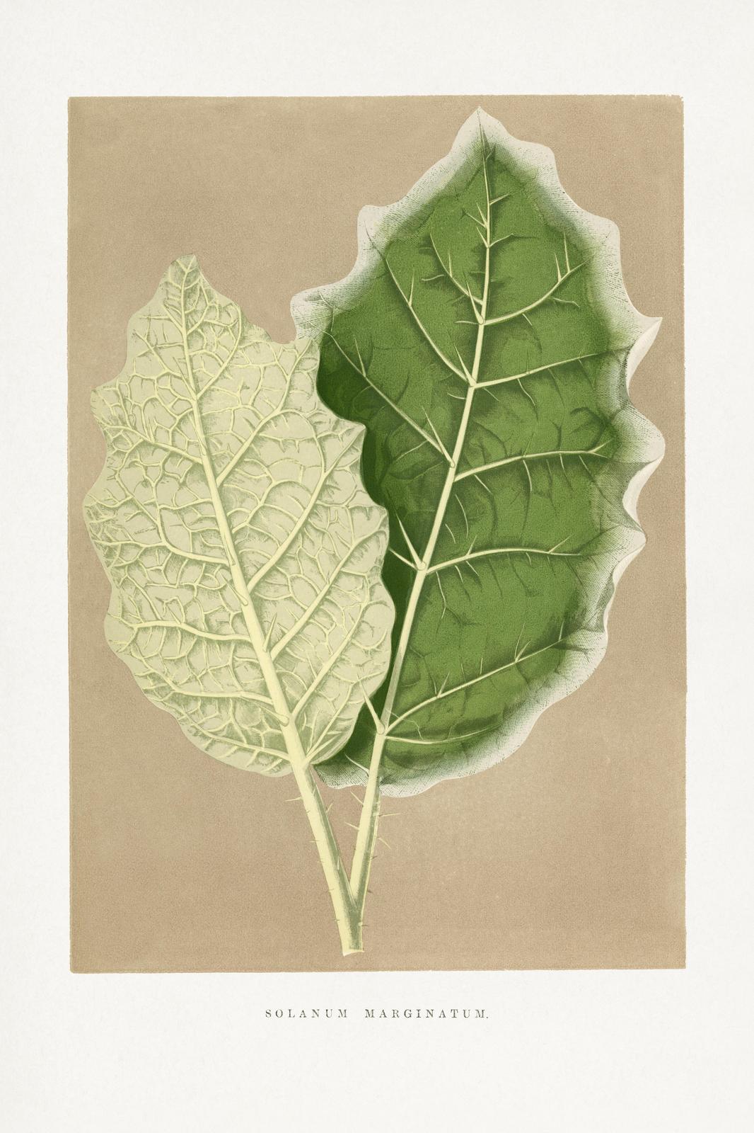 Botanical Solanum Marginatum Leaves Wall Art