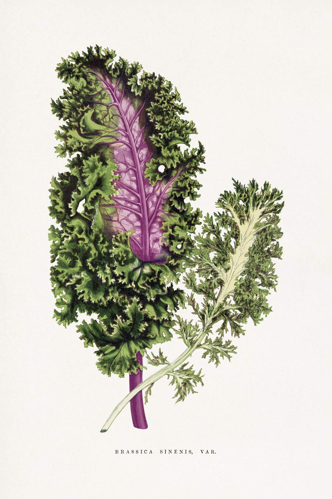 Vintage Kale Botanical Art Wall Art