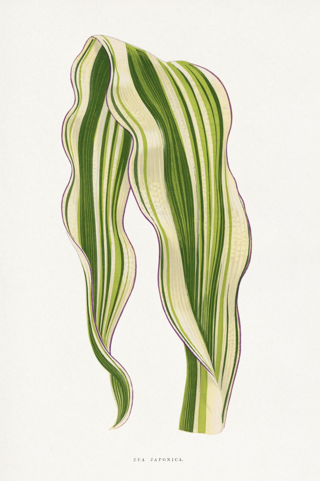 Variegated Zea Japonica Botanical Wall Art