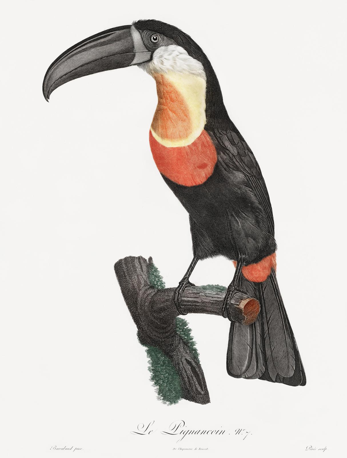 Elegant Toucan Vintage Bird Art Wall Art