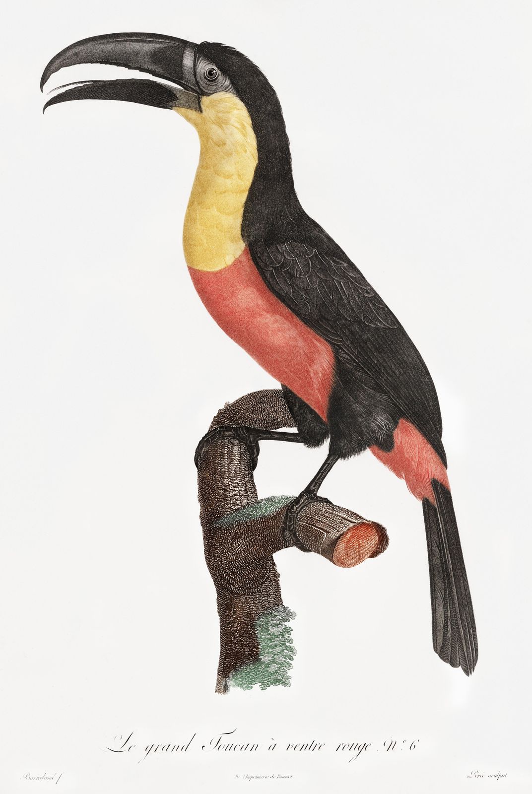 Vibrant Toucan Rainforest Wall Art Wall Art