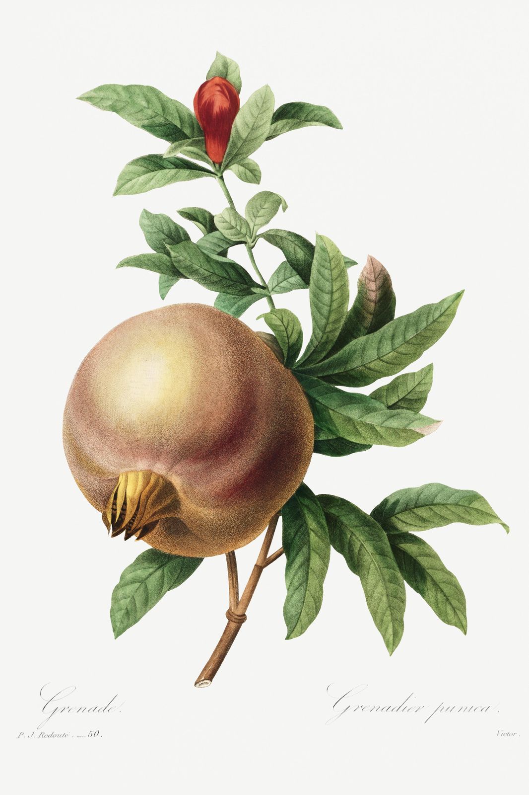 Vintage Pomegranate Botanical Art Wall Art