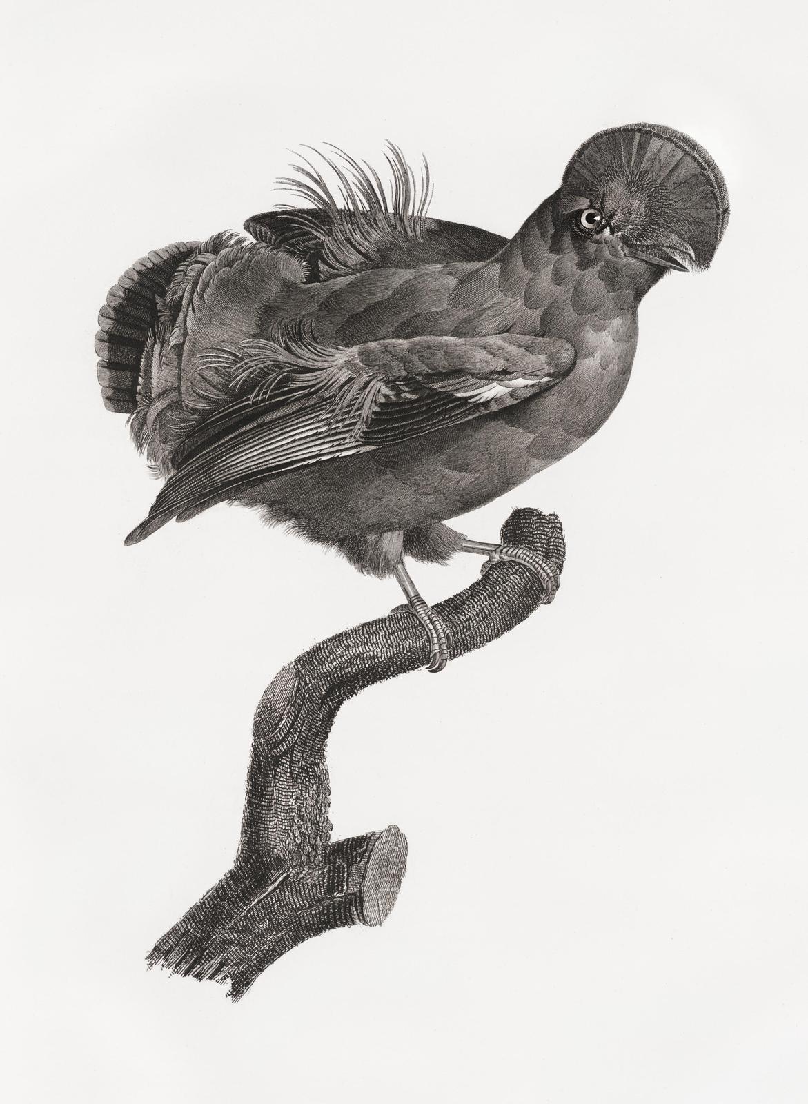 Vintage Bird Illustration on Branch Wall Art