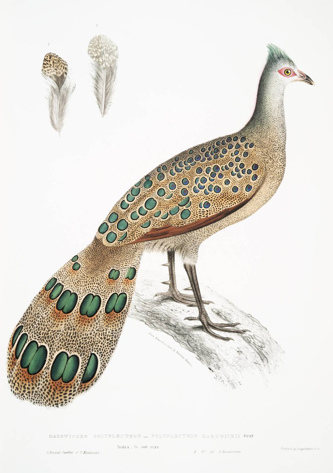 Exquisite Peacock Pheasant Wall Art - Vintage Bird Art