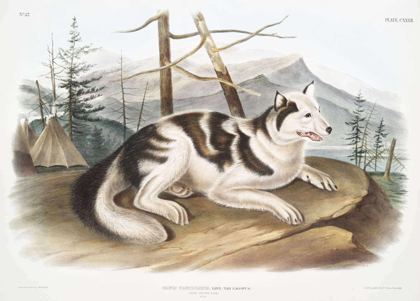 Vintage Wolf Dog Native American Camp Wall Art