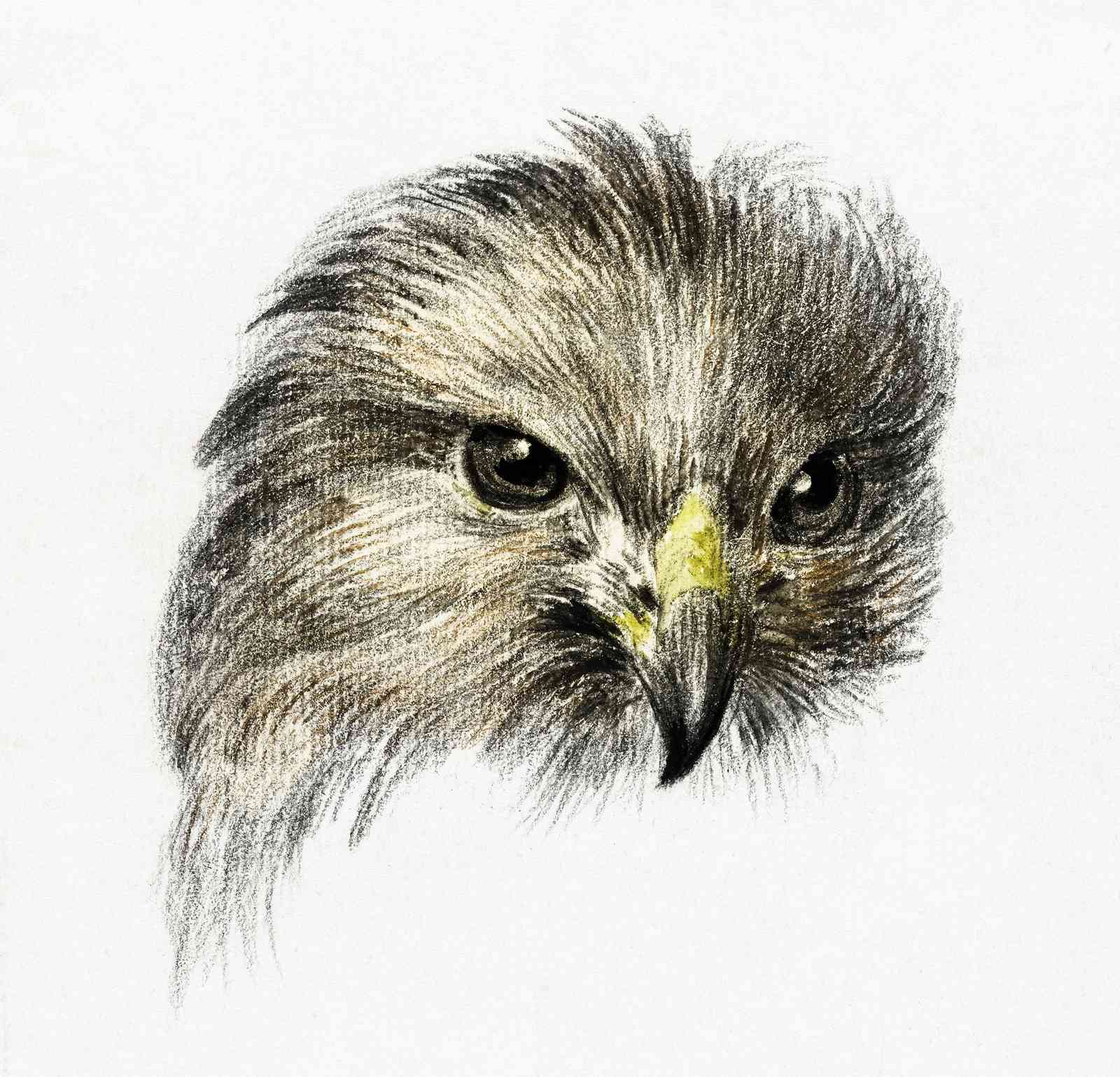 Majestic Hawk Portrait Wall Art