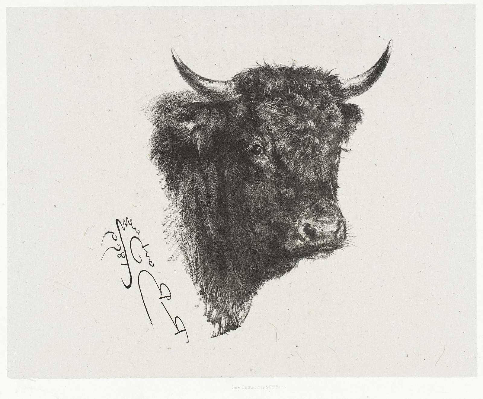 Majestic Highland Cow Portrait Wall Art