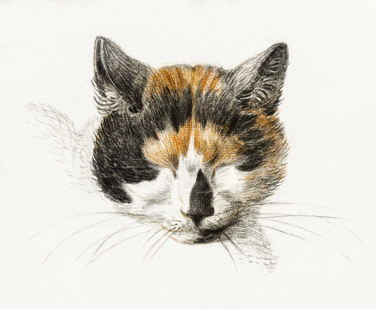 Calico Cat Portrait Realistic Pencil Sketch Wall Art