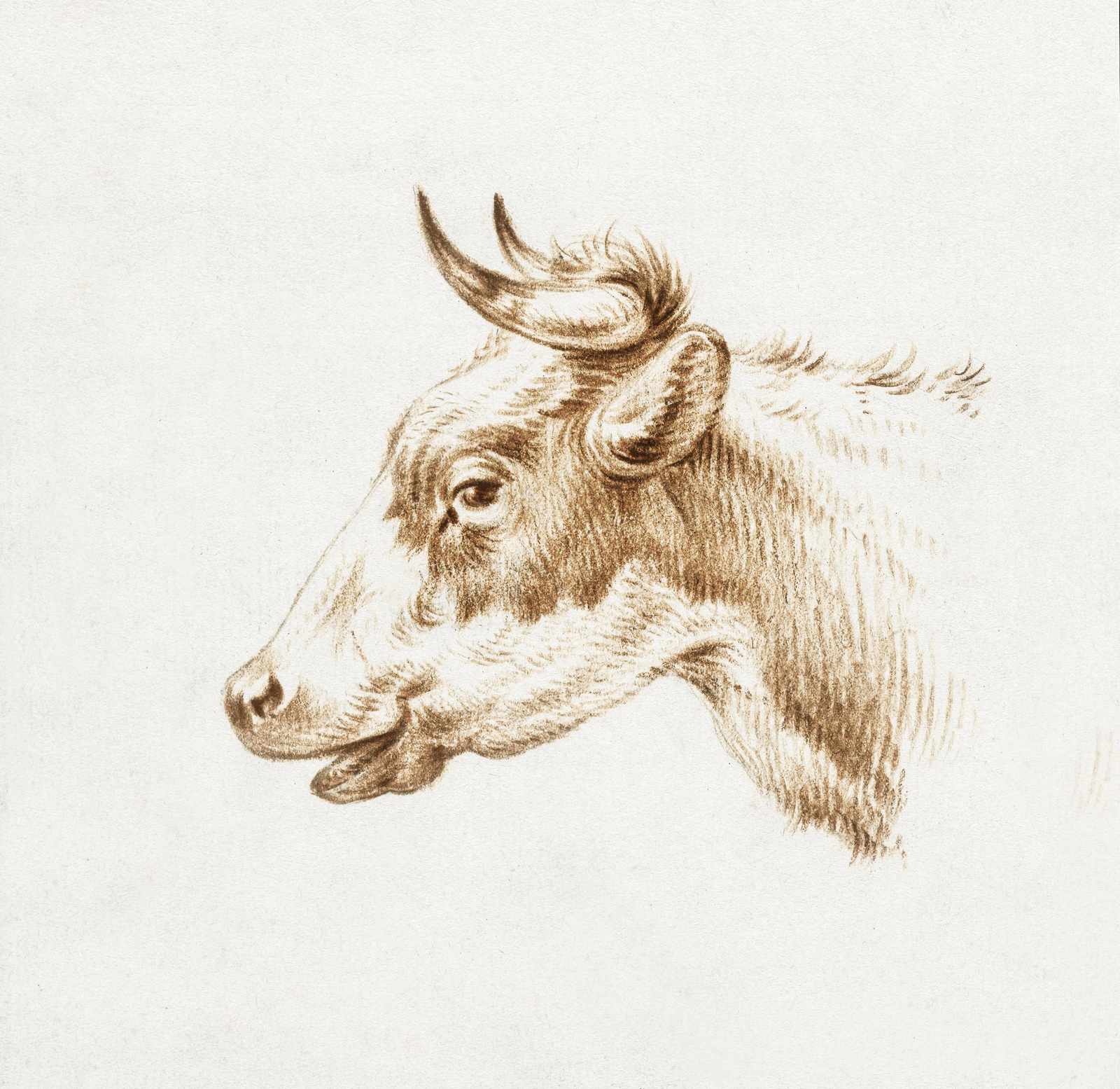 Vintage Cow Portrait Wall Art