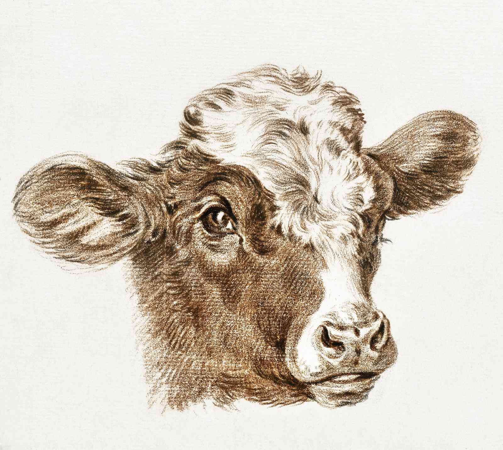 Majestic Bull Portrait Wall Art - Farmhouse Decor