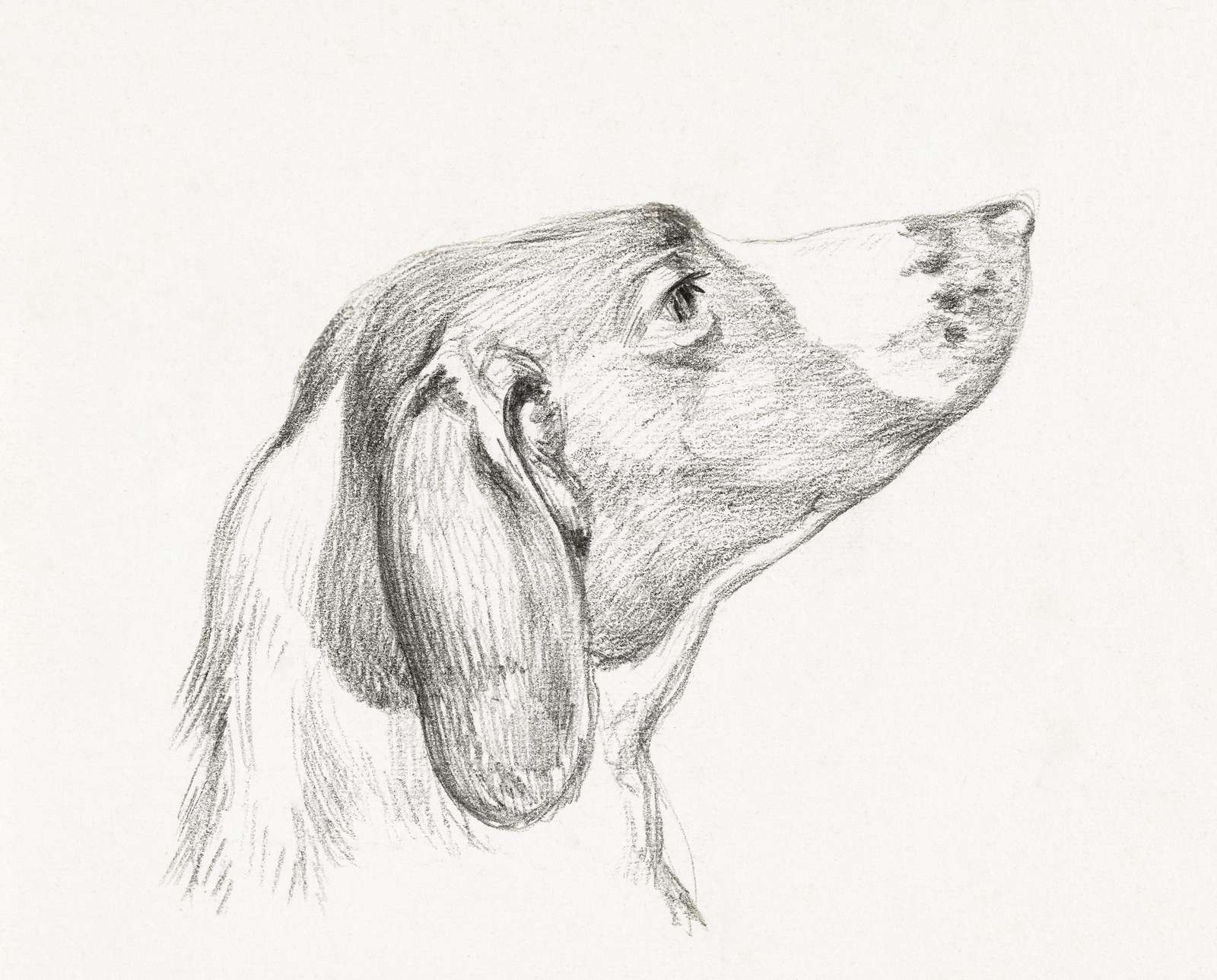 Elegant Hound Dog Pencil Sketch Wall Art
