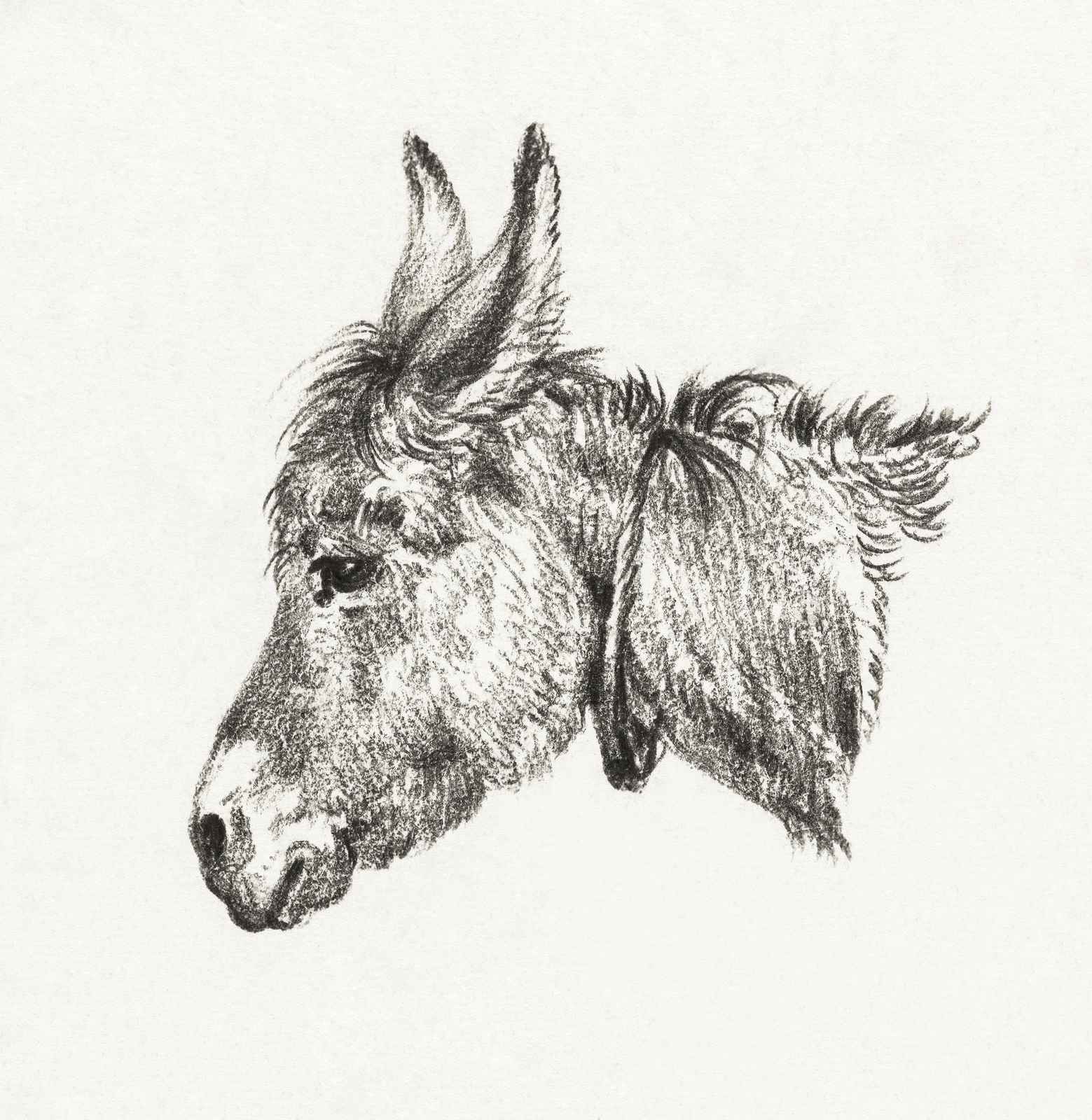 Charming Donkey Portrait Sketch Wall Art