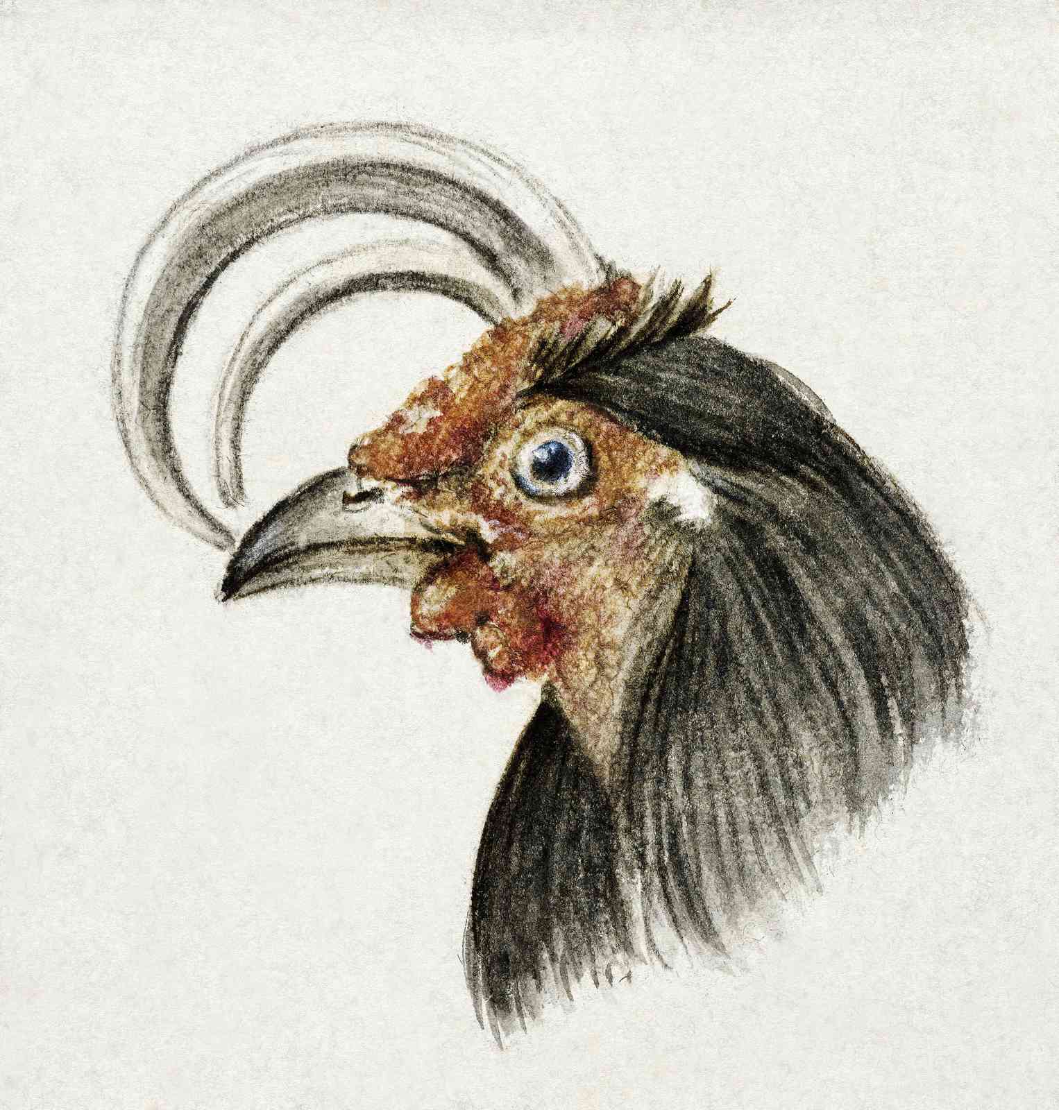 Elegant Rooster Portrait Vintage Art Wall Art