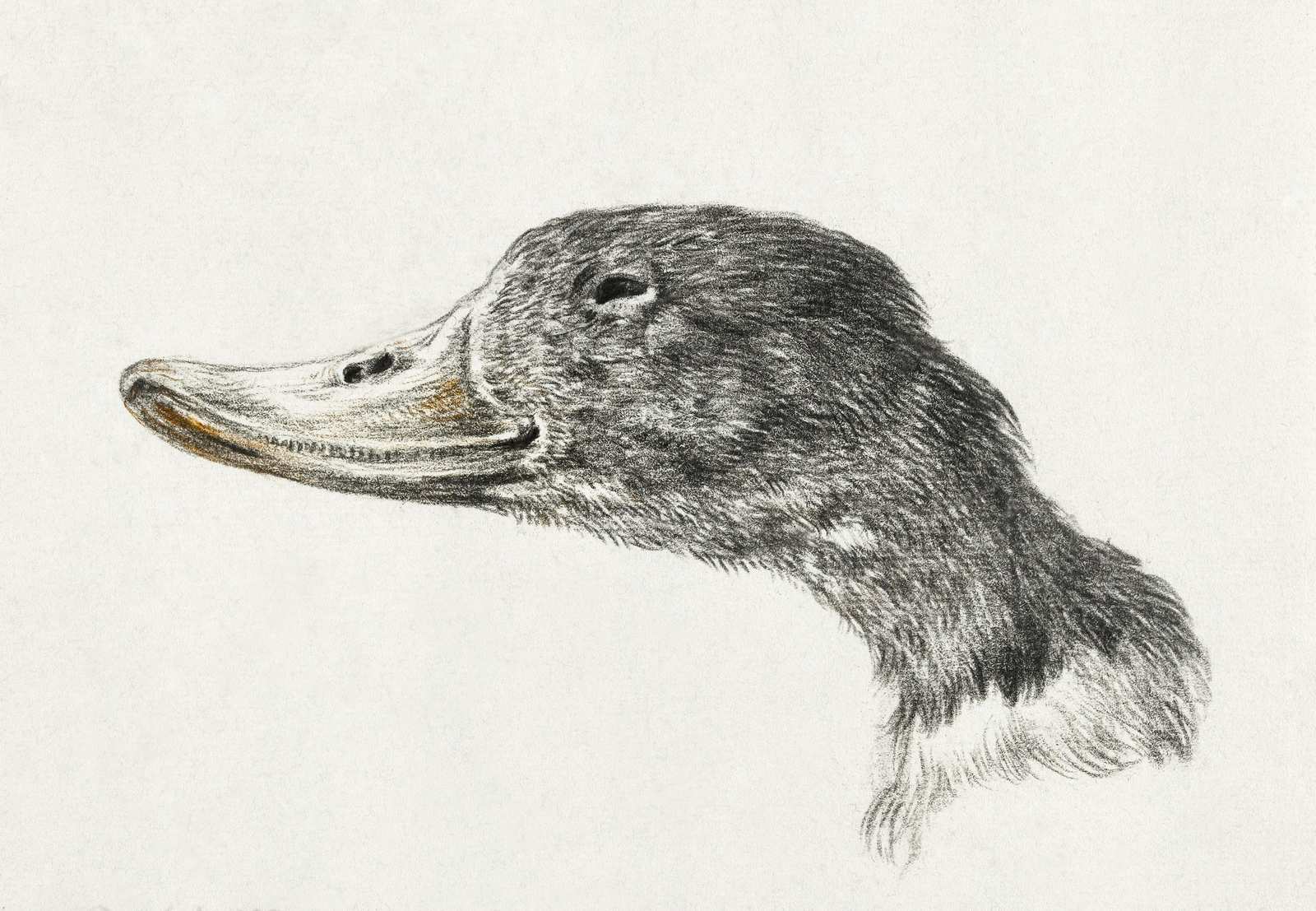 Elegant Duck Portrait Wall Art