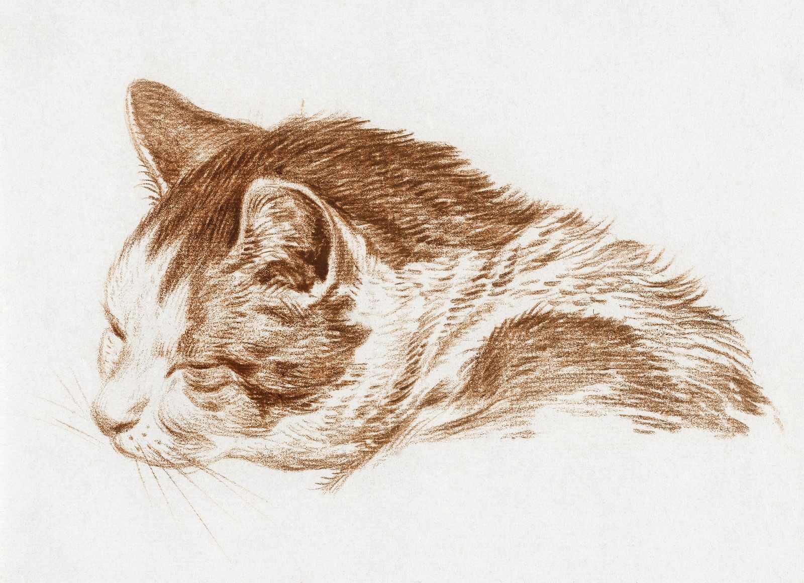 Serene Tabby Cat Portrait Wall Art