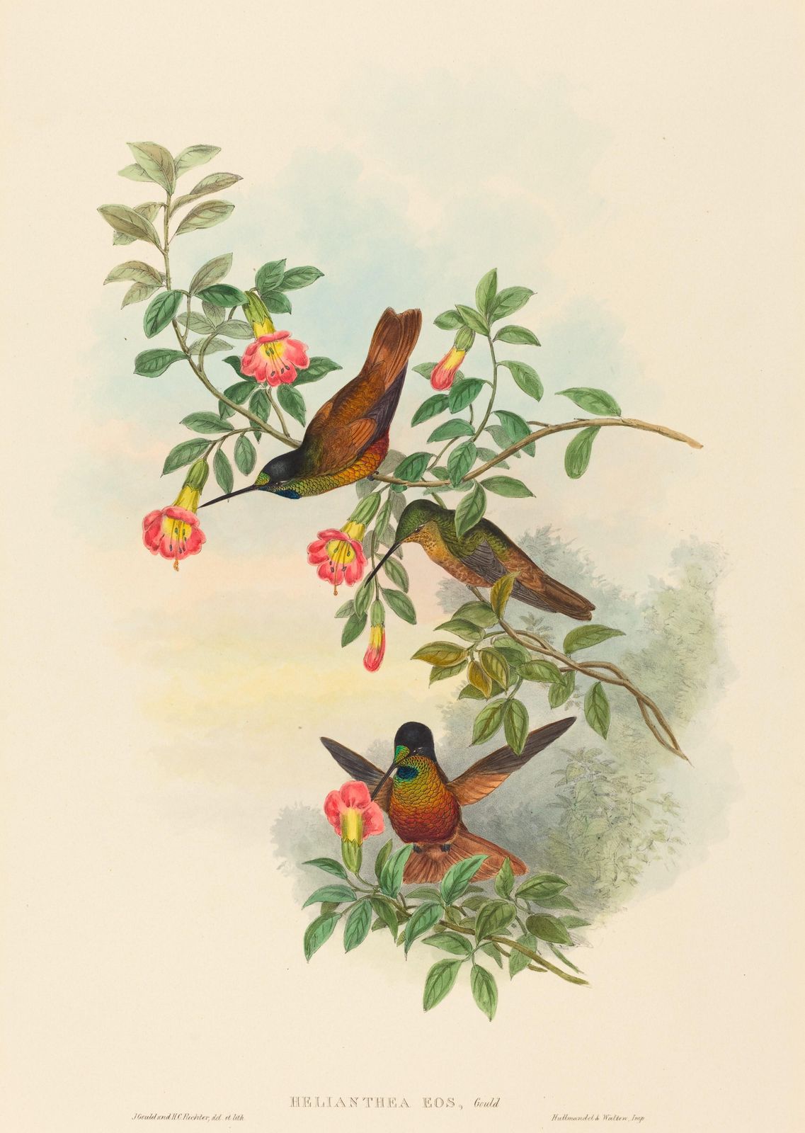 Hummingbird & Floral Vintage Art Wall Art