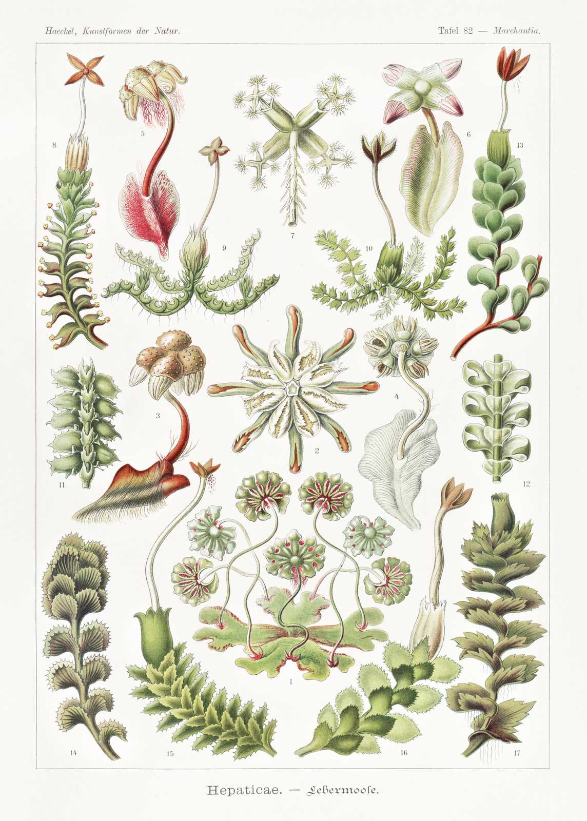 Vintage Botanical Hepaticae Wall Art