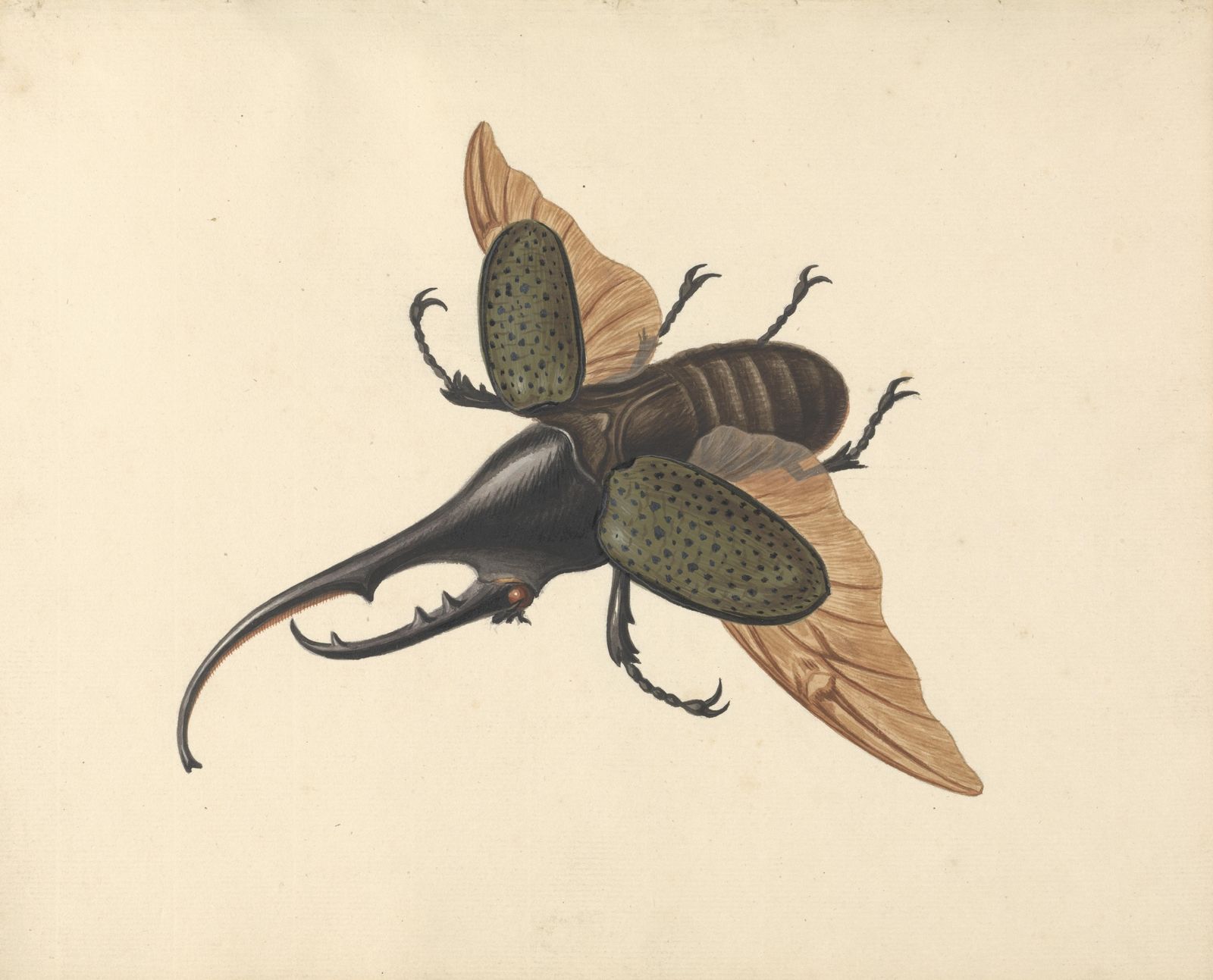 Vintage Beetle Entomology Art Wall Art