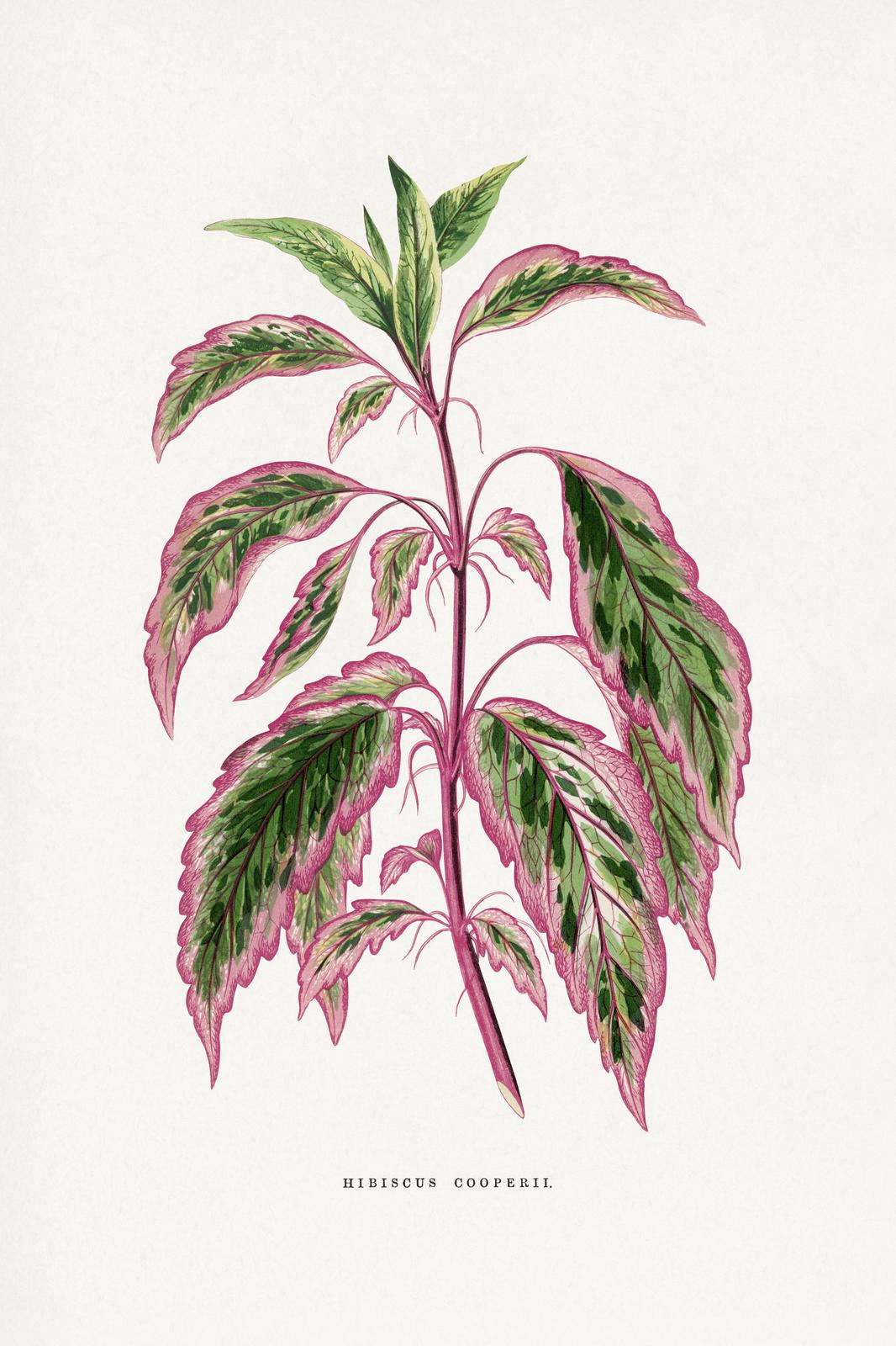 Vibrant Hibiscus Cooperii Botanical Art Wall Art