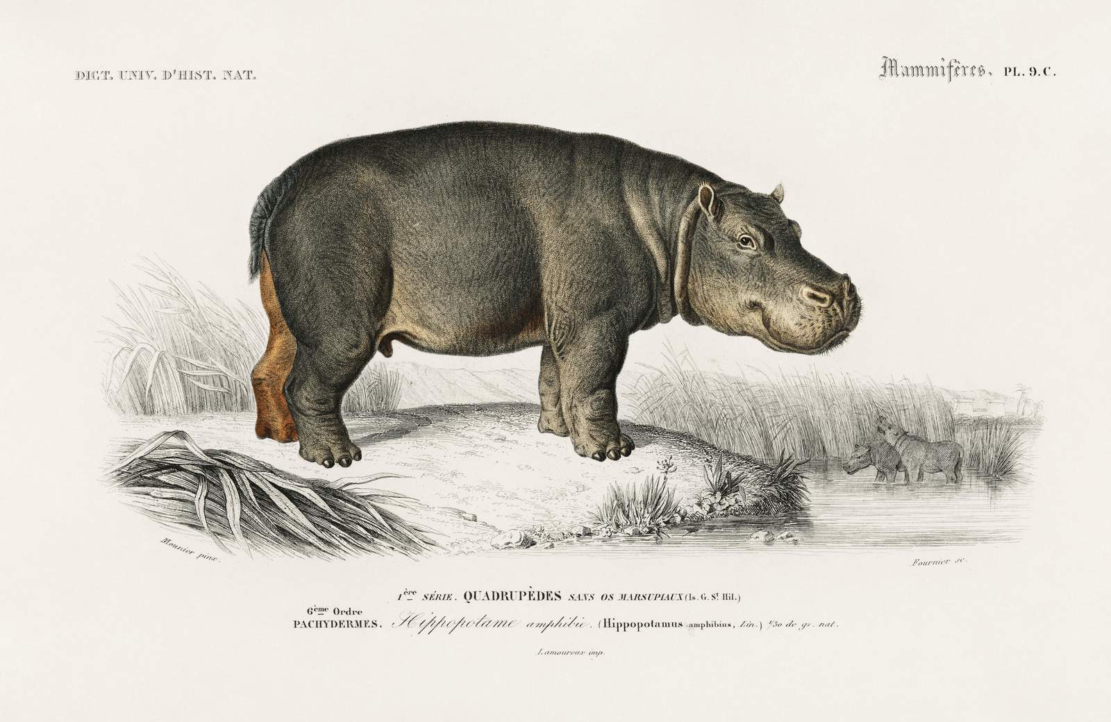 Vintage Hippo Nature Illustration Wall Art