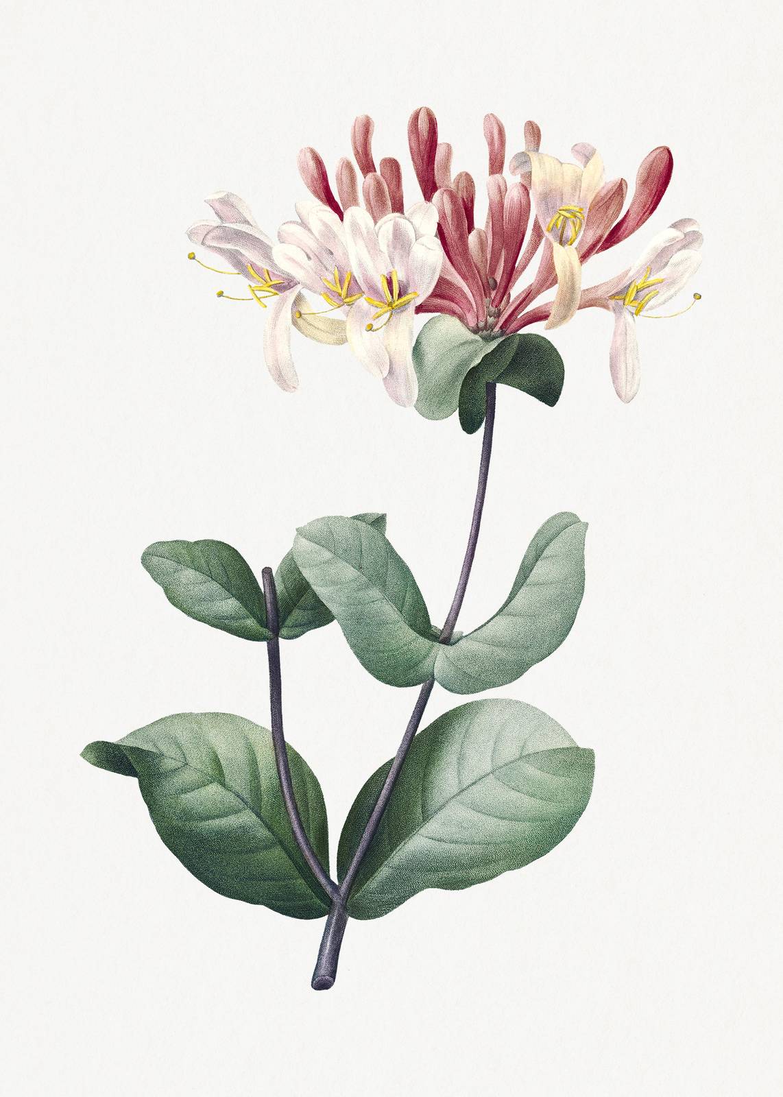 Vintage Botanical Honeysuckle Wall Art