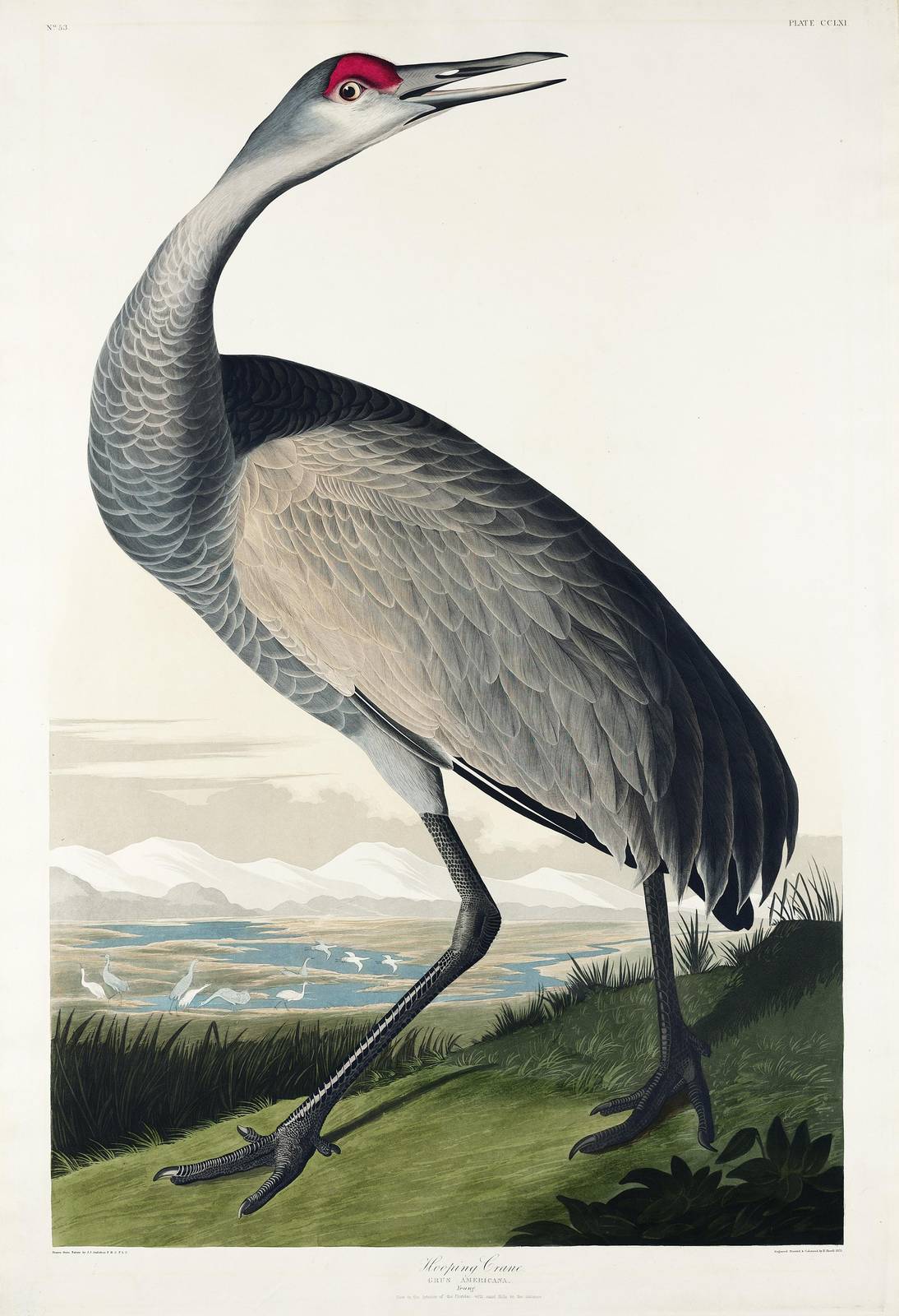 Elegant Sandhill Crane Vintage Bird Art Wall Art