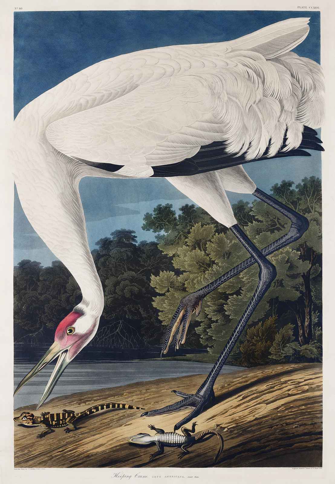 Whooping Crane & Alligators Audubon Wall Art