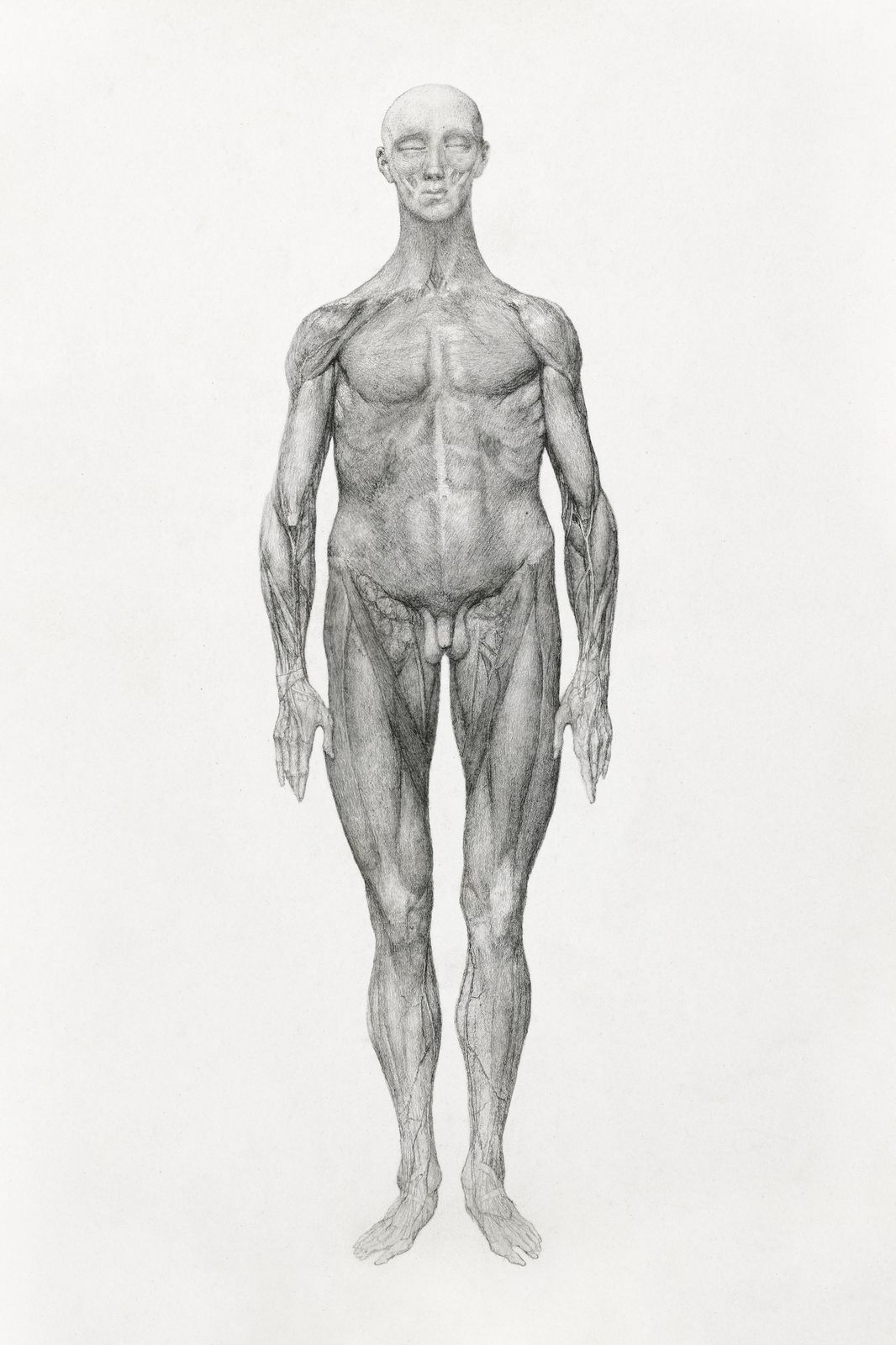 Anatomical Study Human Form Wall Art