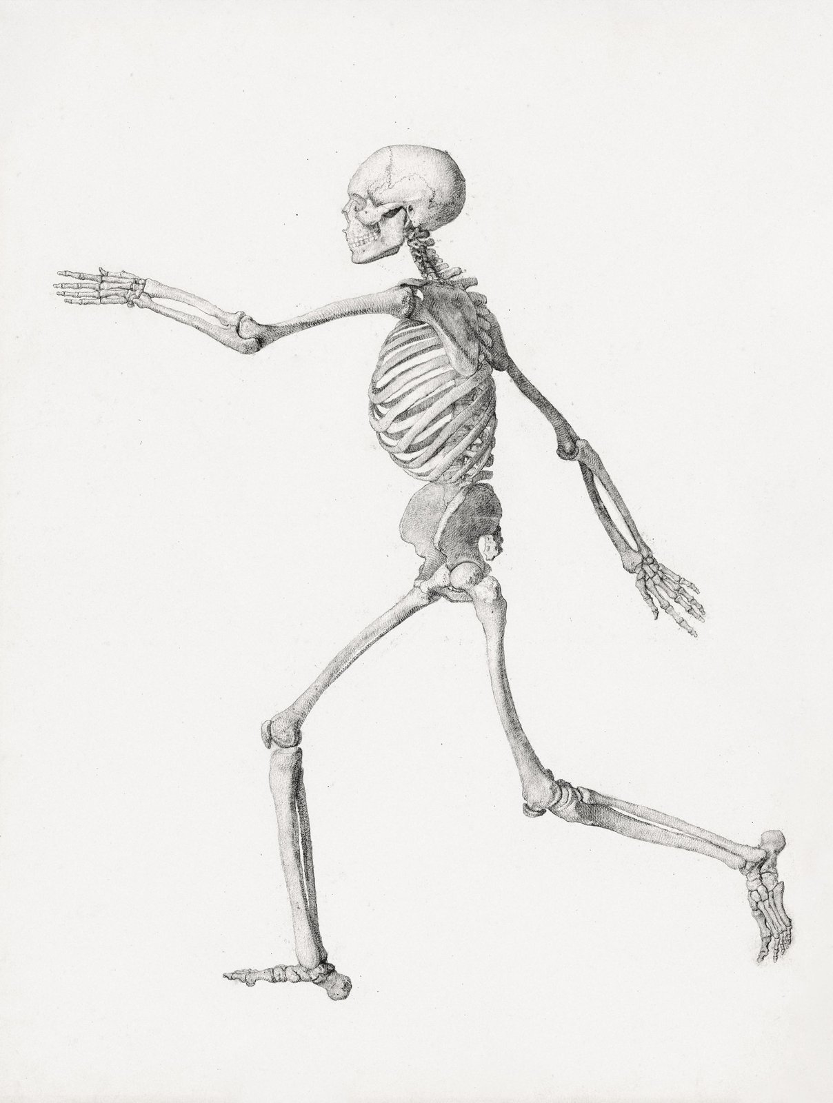 Vintage Anatomy Skeleton Runner Wall Art