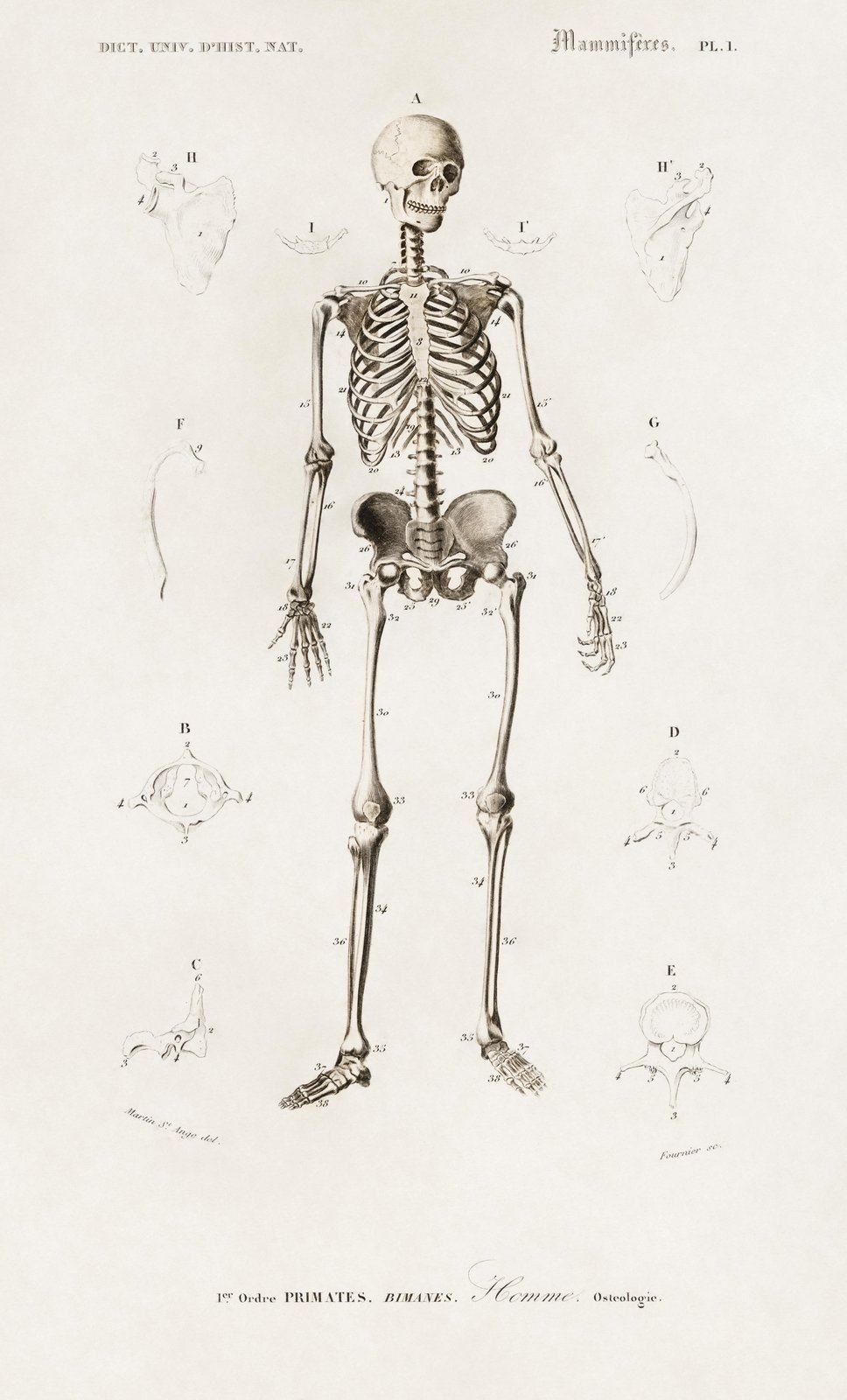 Vintage Human Skeleton Anatomy Wall Art