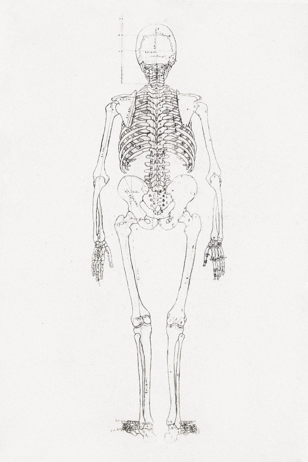 Vintage Skeleton Anatomy Line Art Wall Art
