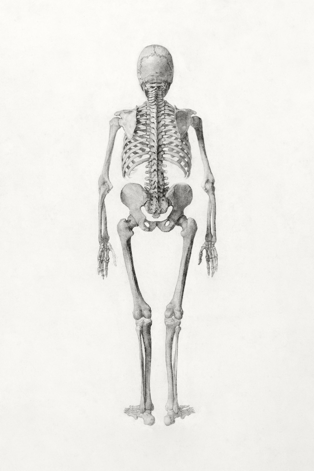 Vintage Skeleton Anatomy Poster - Medical Wall Art