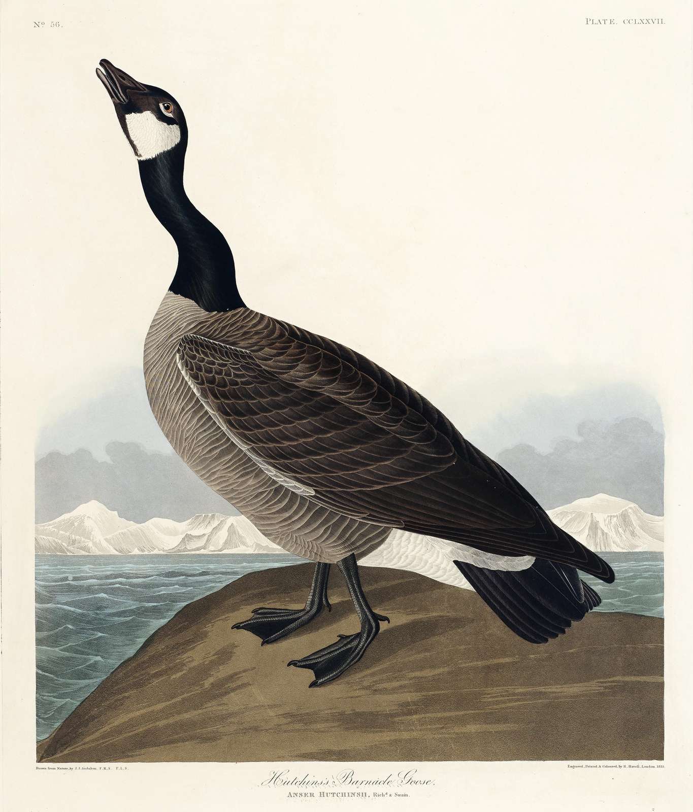 Hutchins' Barnacle Goose Vintage Ornithology Wall Art