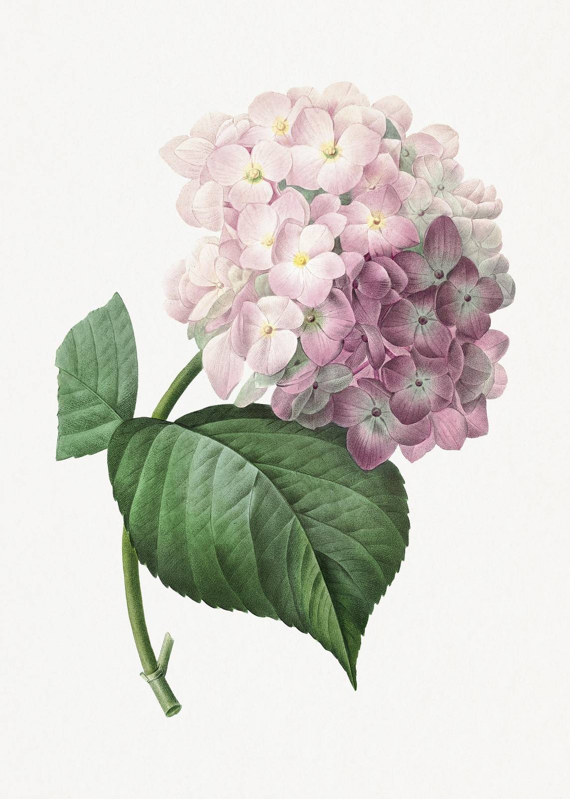 Vintage Hydrangea Botanical Art Wall Art
