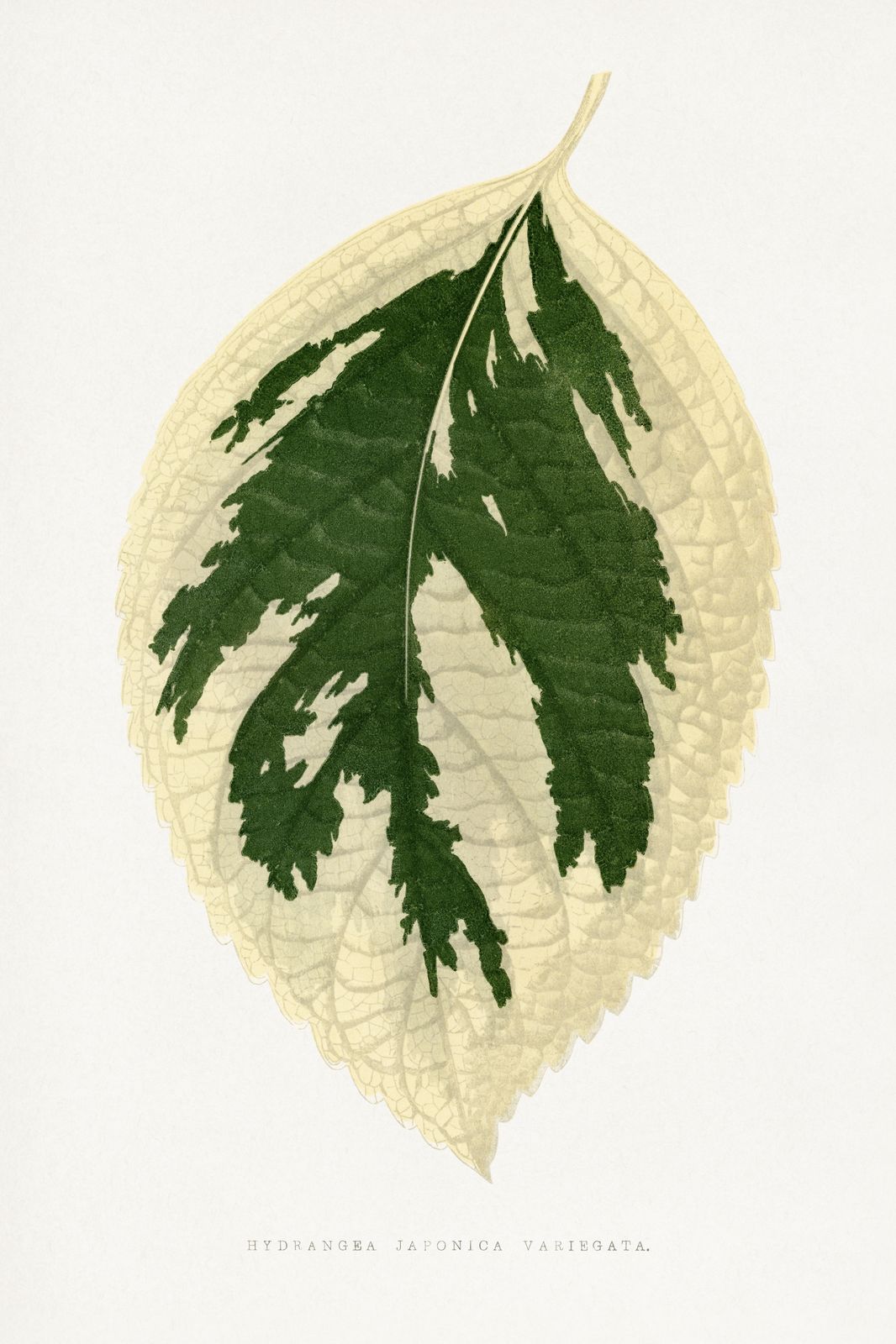 Vintage Botanical Leaf Art Wall Art