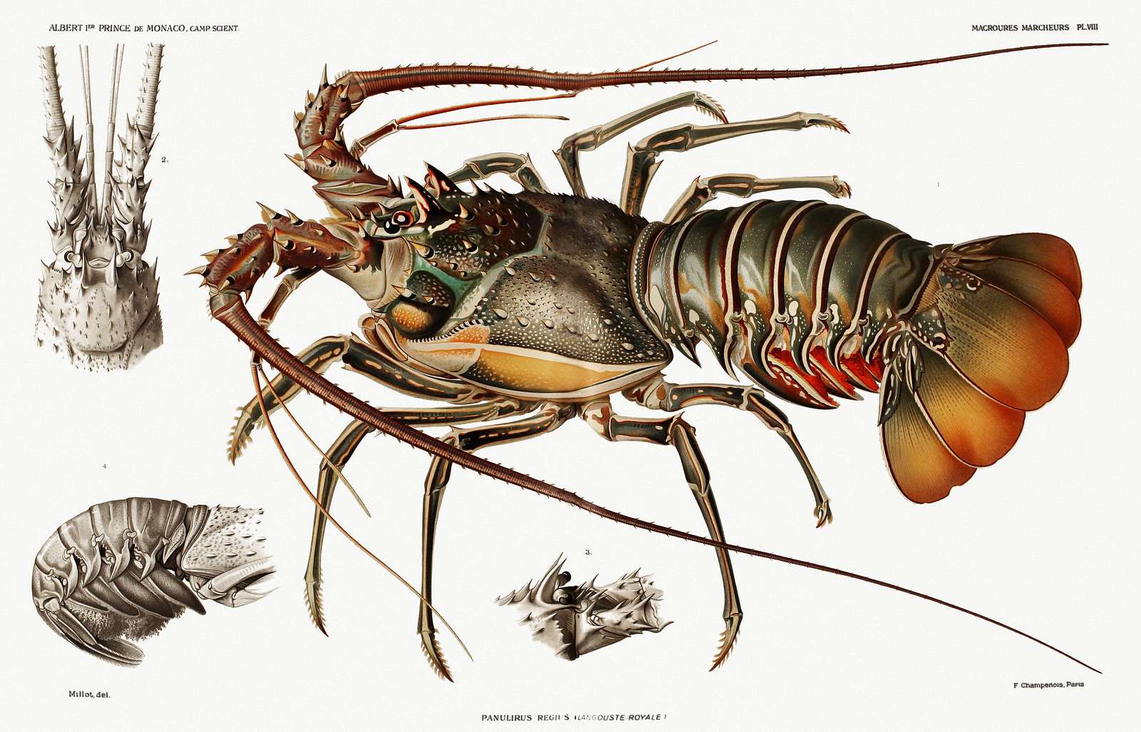 Vintage Lobster Anatomy Poster Wall Art