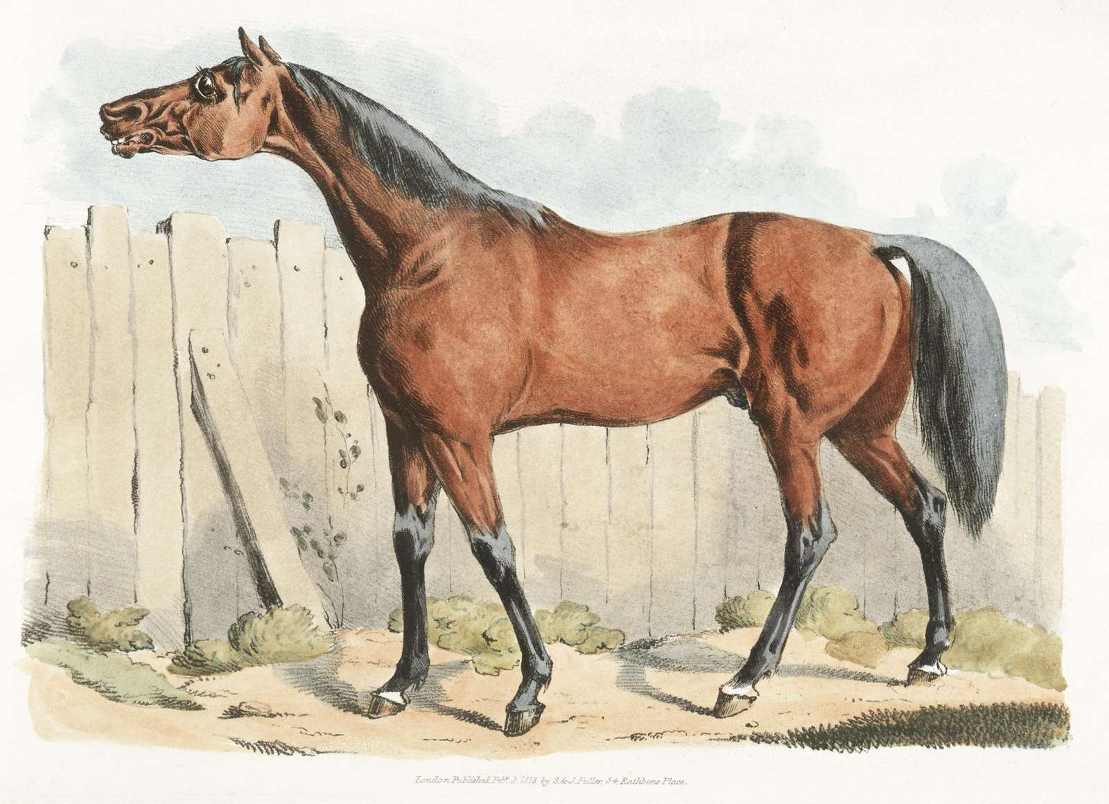 Vintage Bay Horse Portrait Wall Art | Equestrian Art
