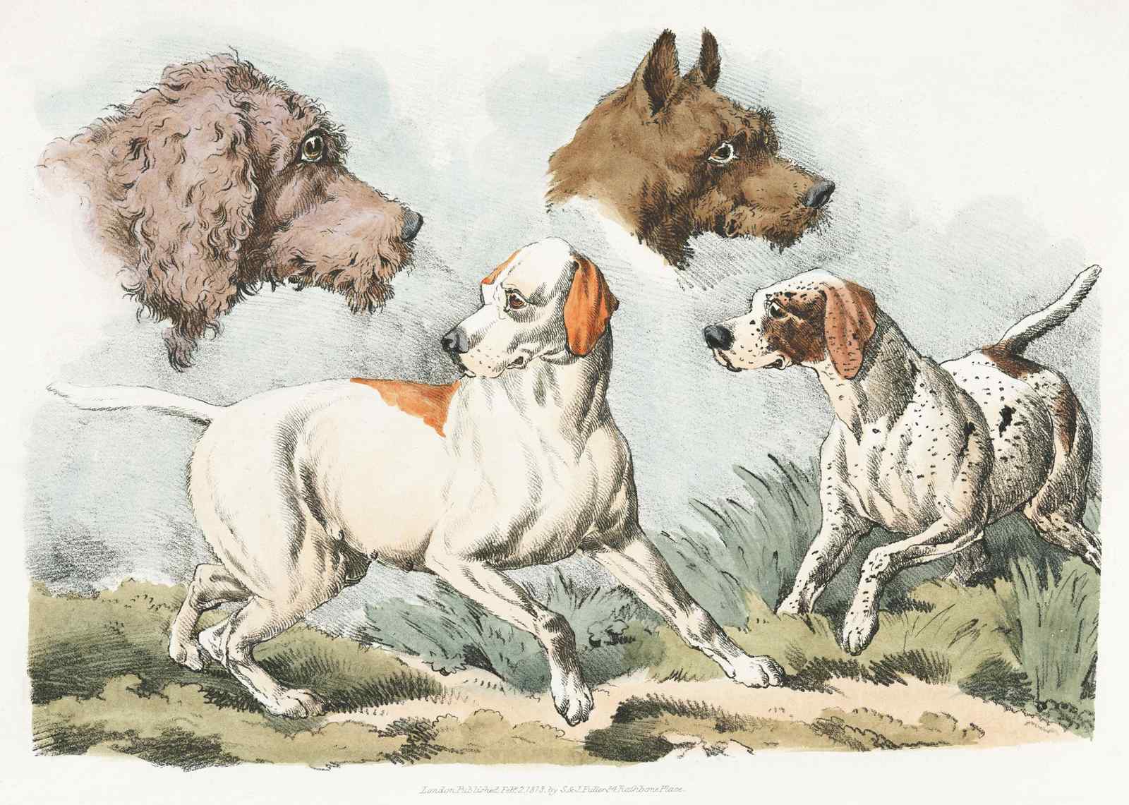 Vintage Dog Portraits Vintage Hunting Dogs Wall Art