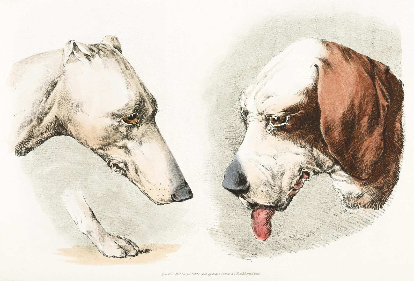 Vintage Dog Portraits: Greyhound & Hound Wall Art