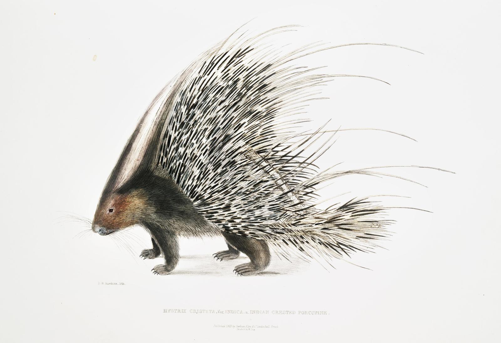 Indian Crested Porcupine Vintage Wildlife Wall Art