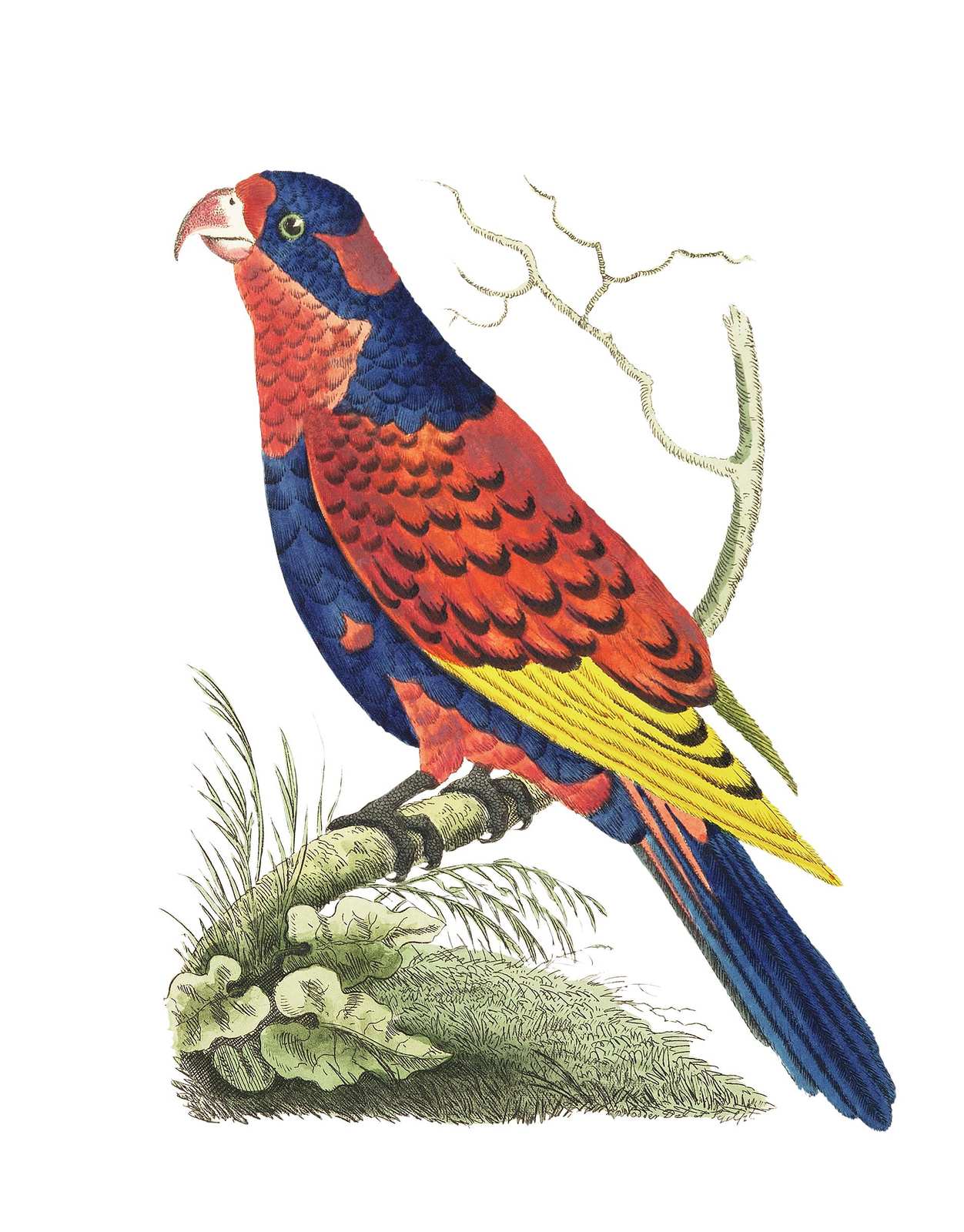 Vibrant Lorikeet Exotic Bird Vintage Wall Art Wall Art