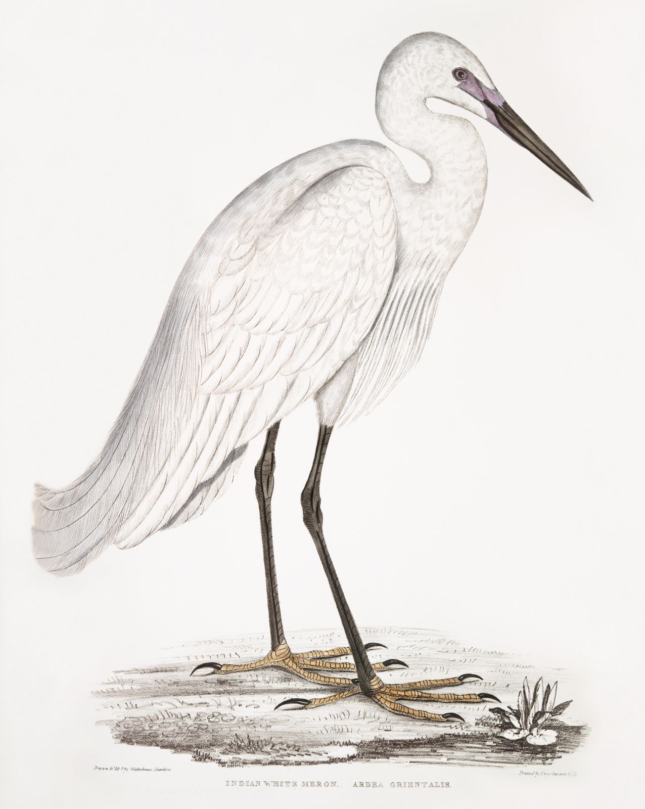 Elegant Indian White Heron Vintage Bird Art Wall Art