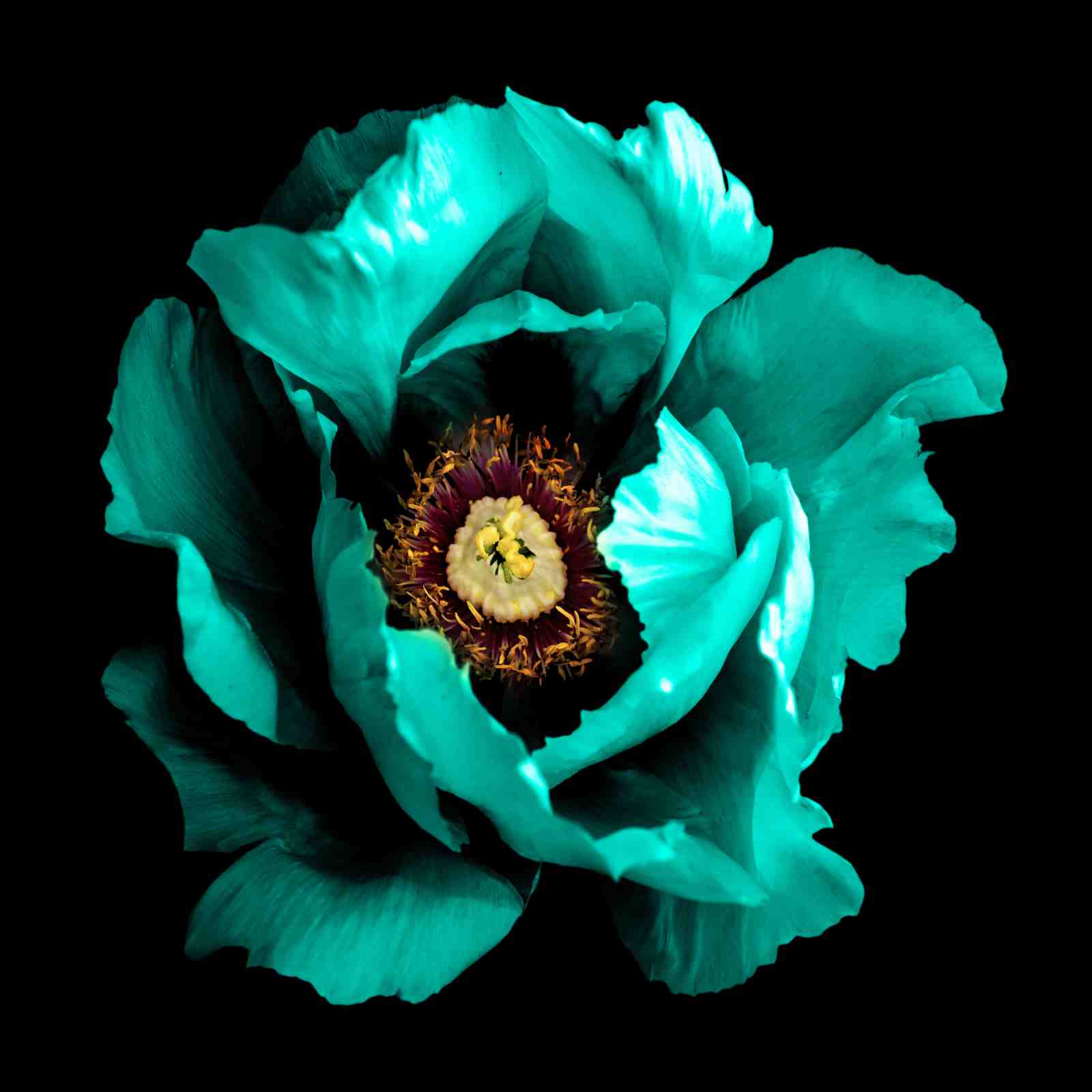 Teal Peony Bloom Wall Art