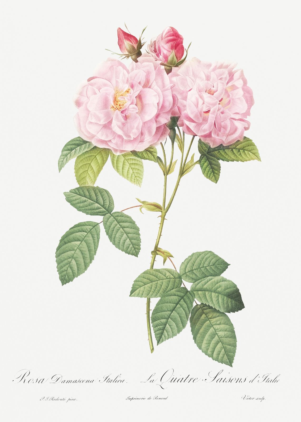 Vintage Pink Rose Botanical Print - Floral Wall Art